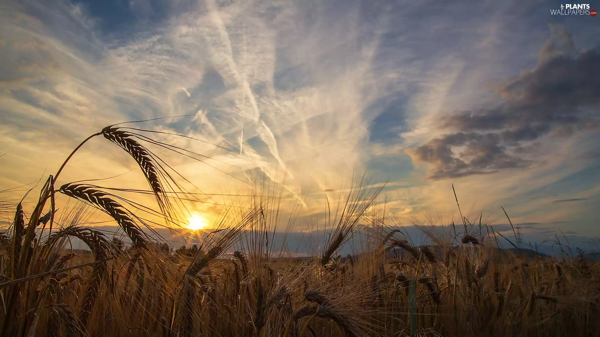 cultivated, summer, Sky, clouds, corn, Field