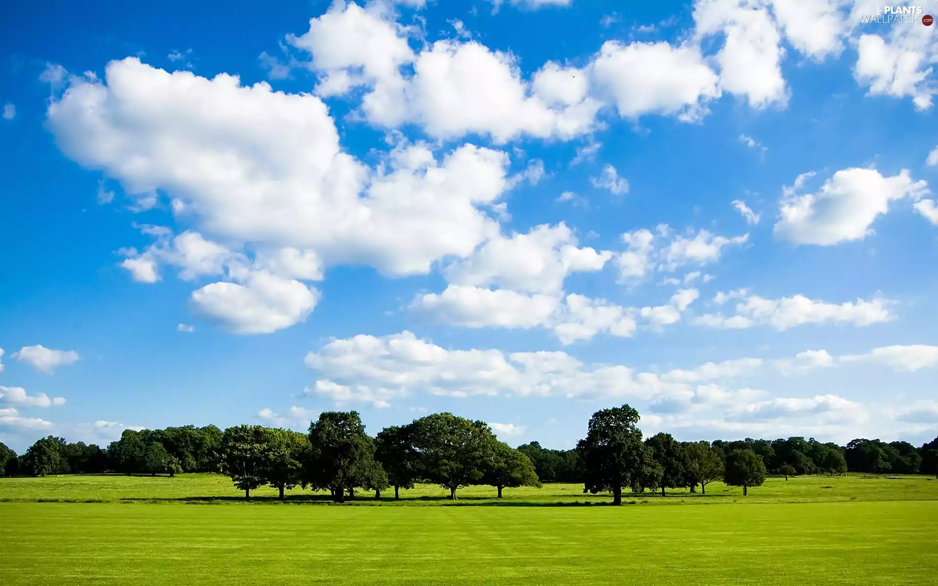 viewes, clouds, Field, trees, summer