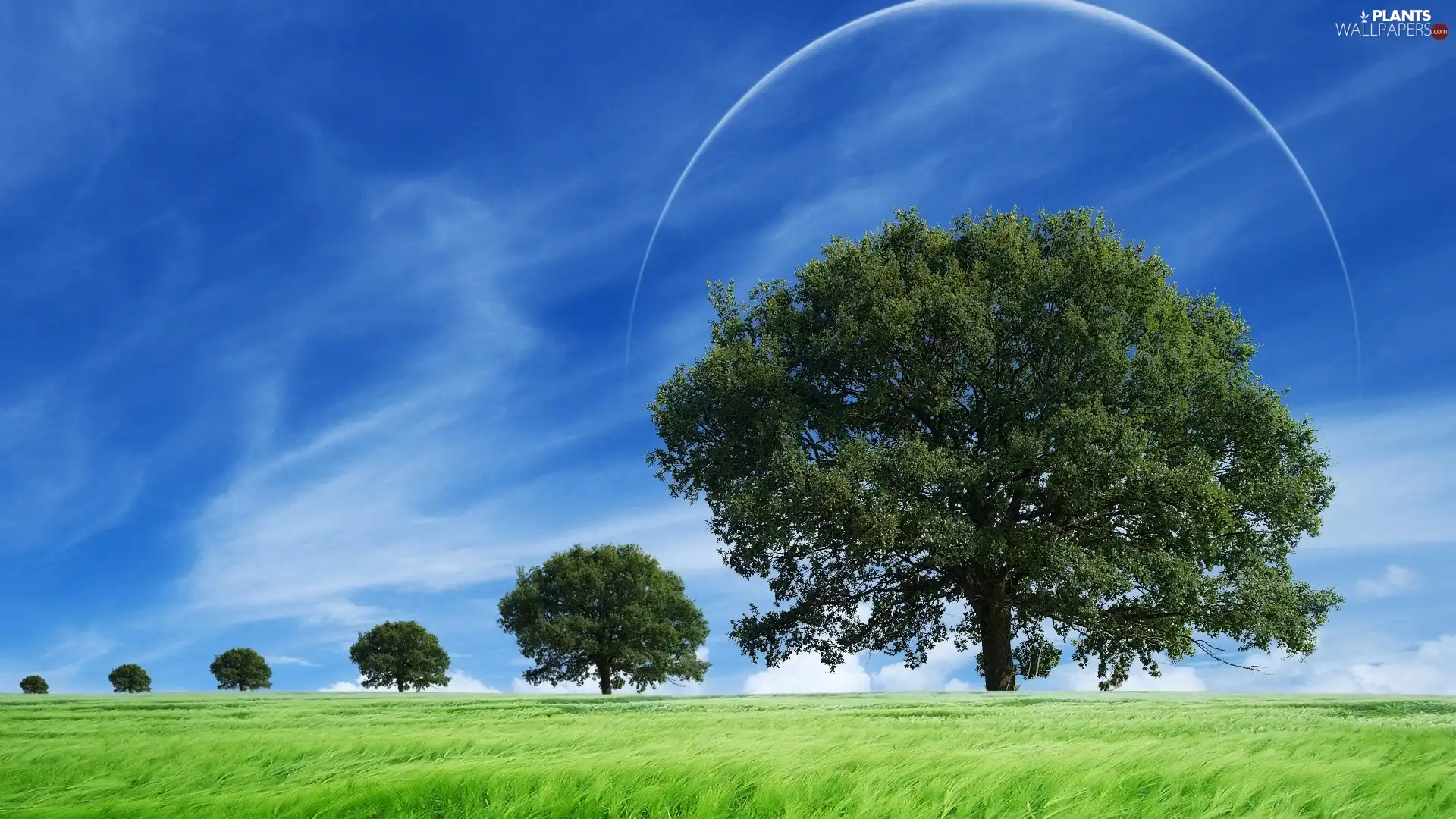 field, viewes, clouds, trees