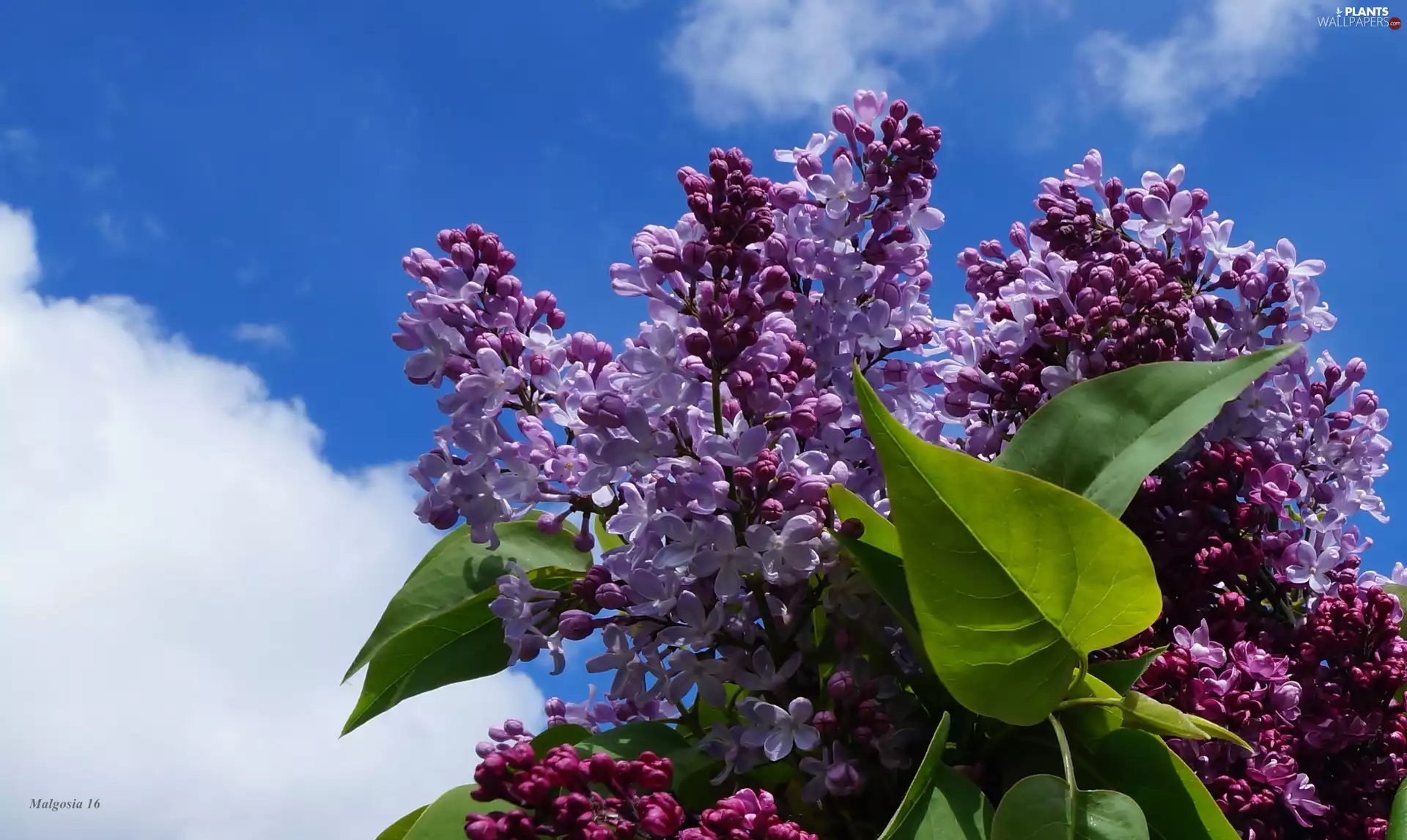 Sky, clouds, flower, without, bouquet