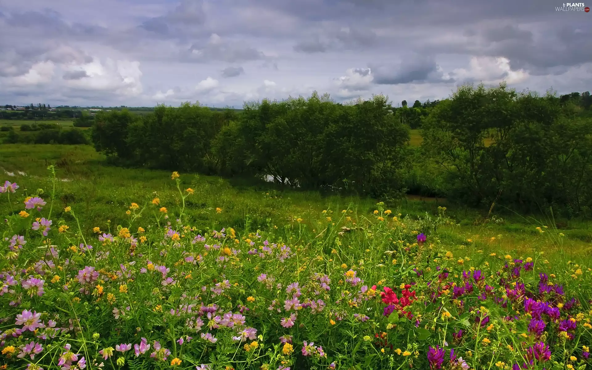 trees, Meadow, River, clouds, viewes, Flowers