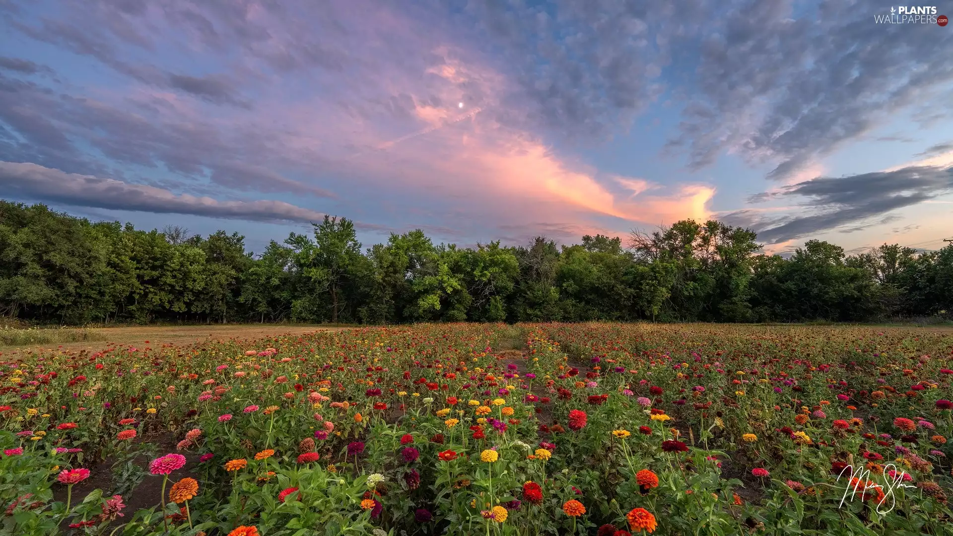 Zinnias, Field, viewes, clouds, trees, Flowers