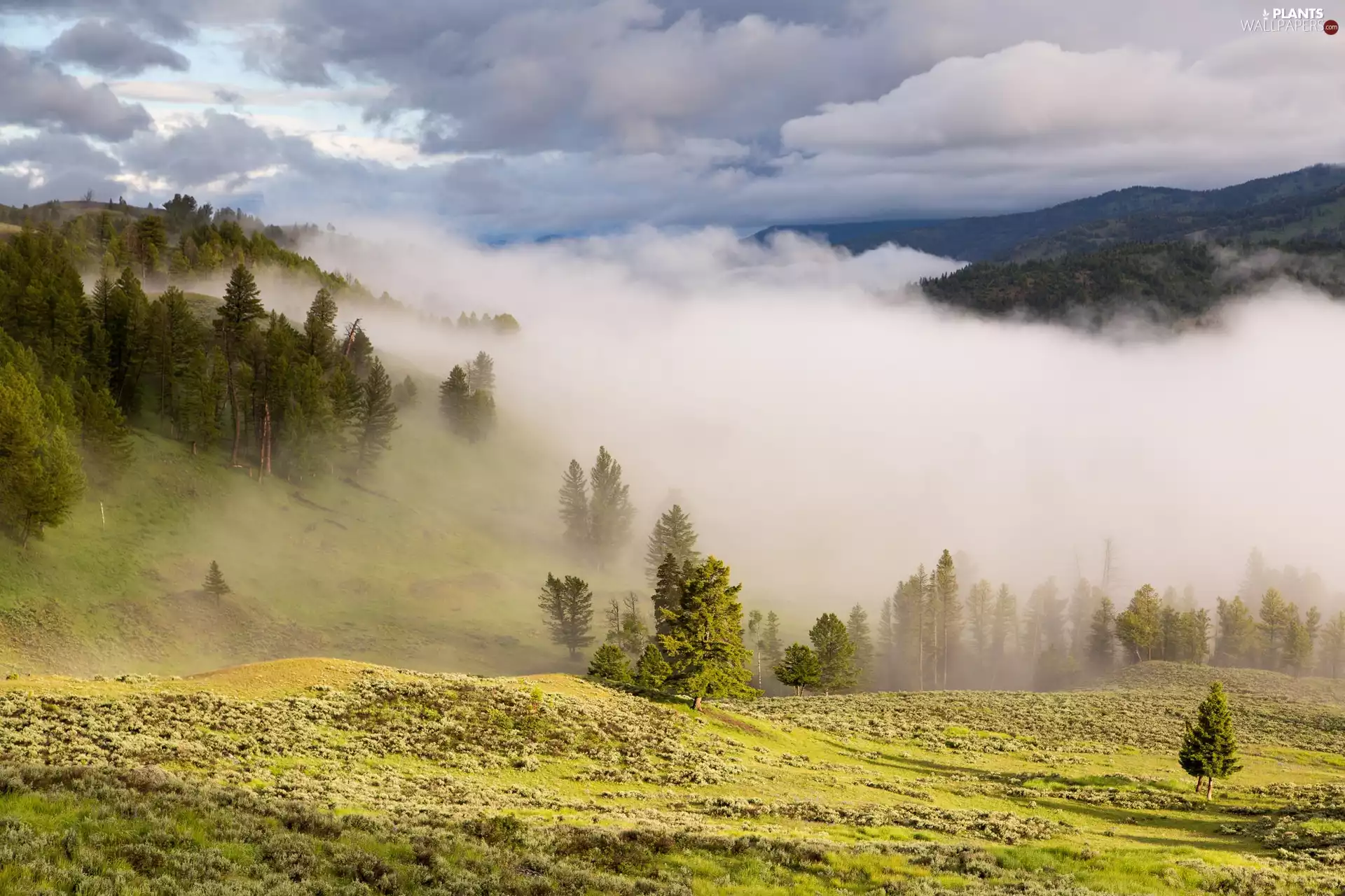 viewes, clouds, Fog, trees, Mountains