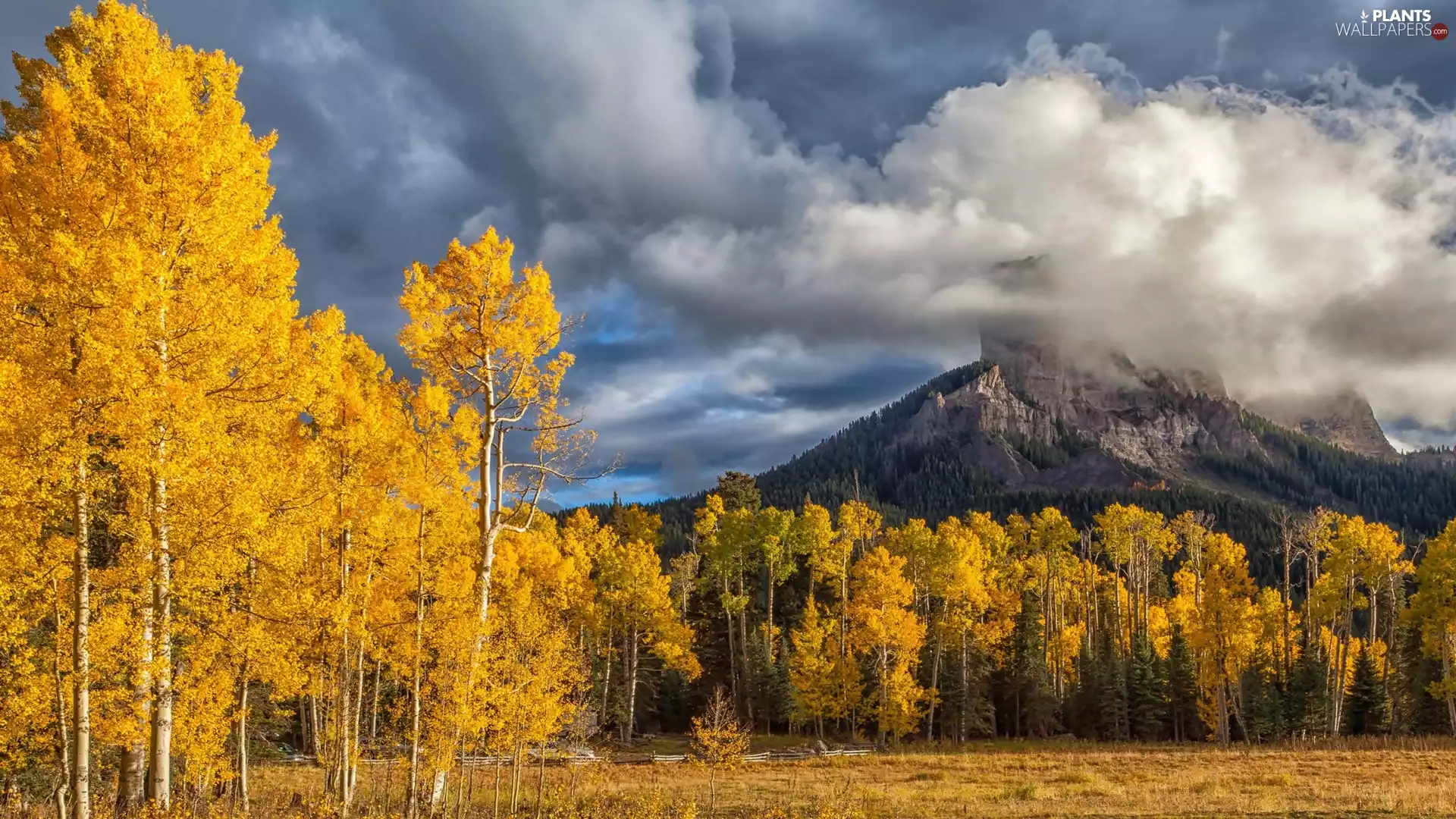 trees, Mountains, autumn, clouds, viewes, forest