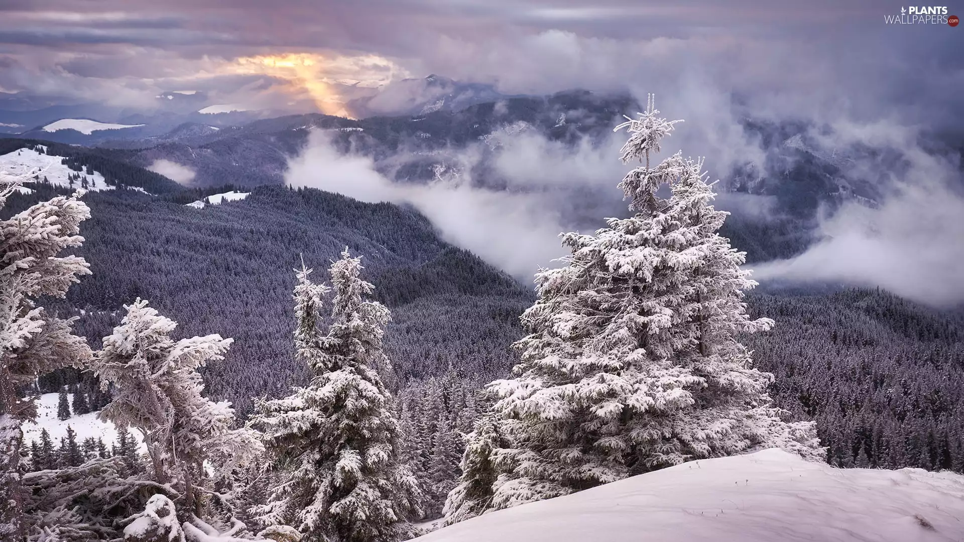 trees, winter, Fog, clouds, viewes, forest