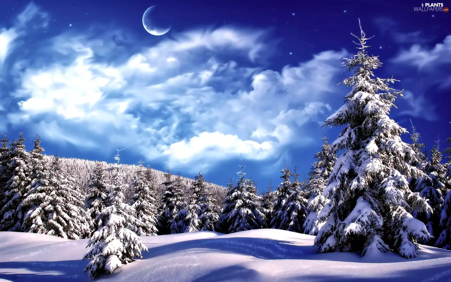 Snowy, winter, moon, clouds, Spruces, forest