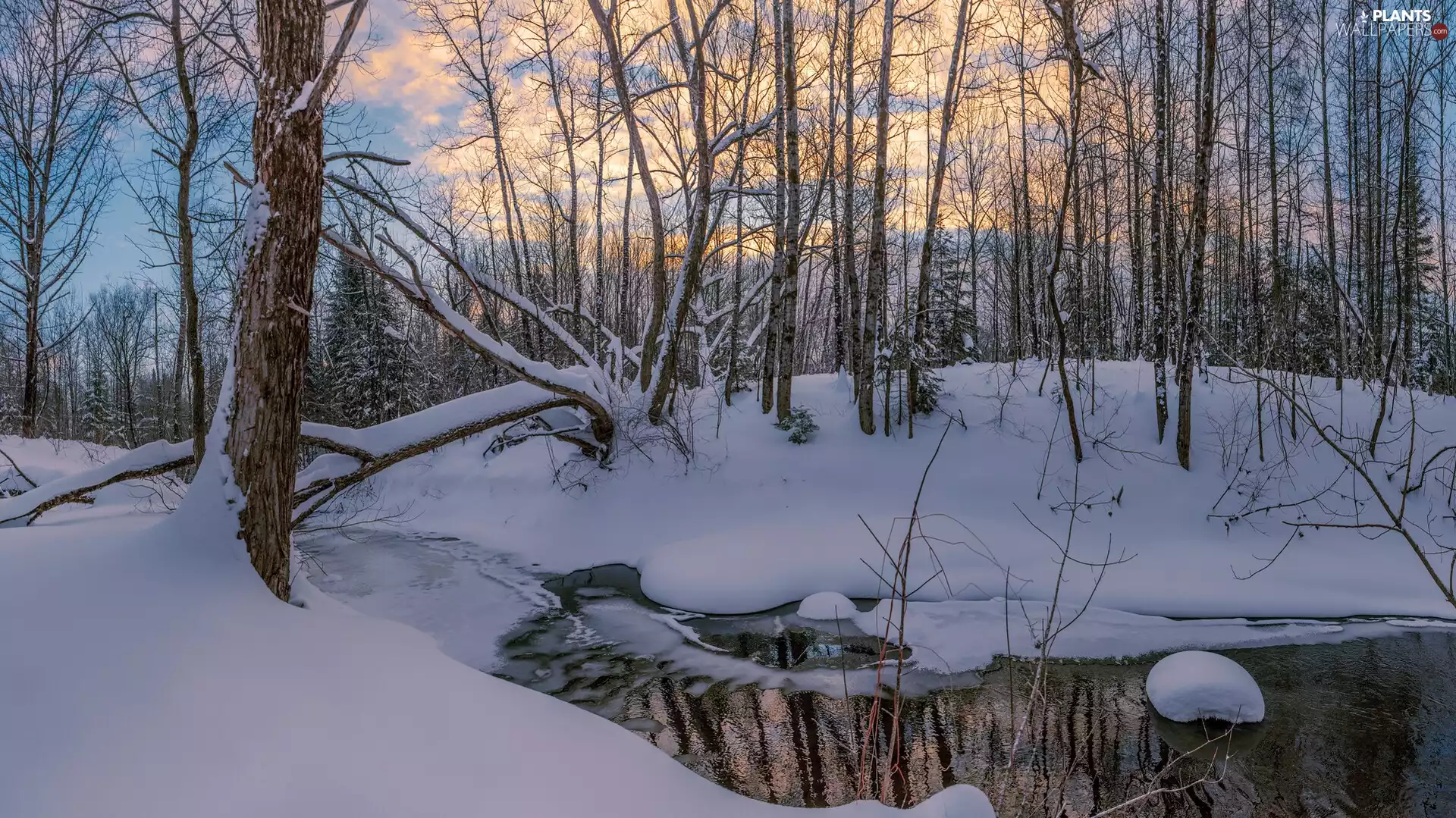 trees, winter, River, clouds, viewes, forest