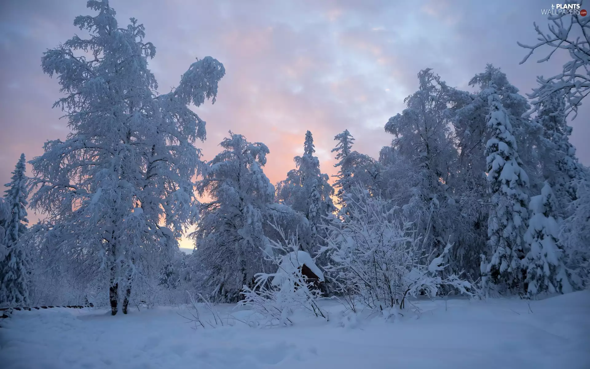Snowy, winter, viewes, clouds, trees, forest