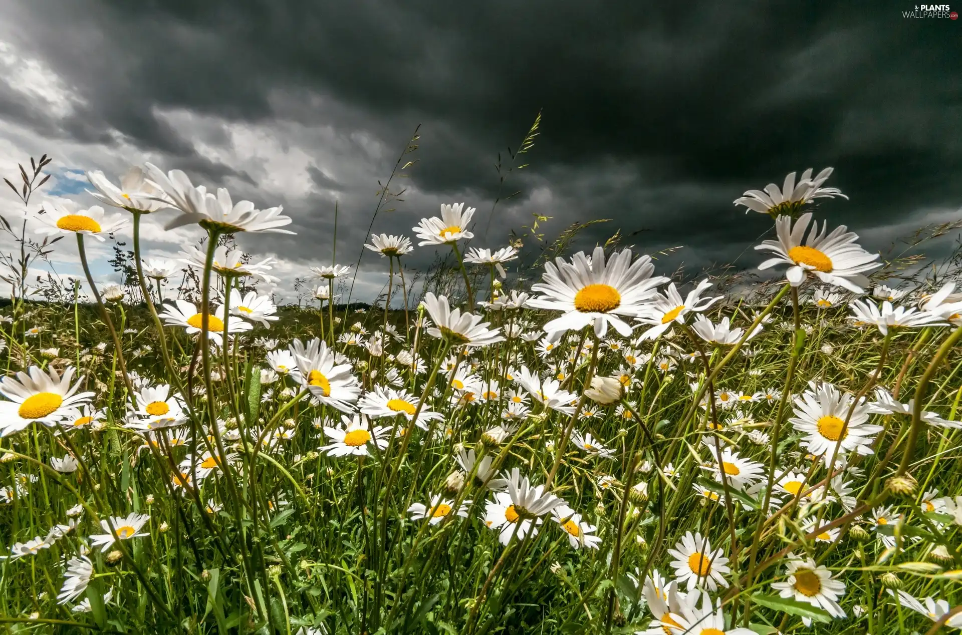 clouds, chamomile, grass