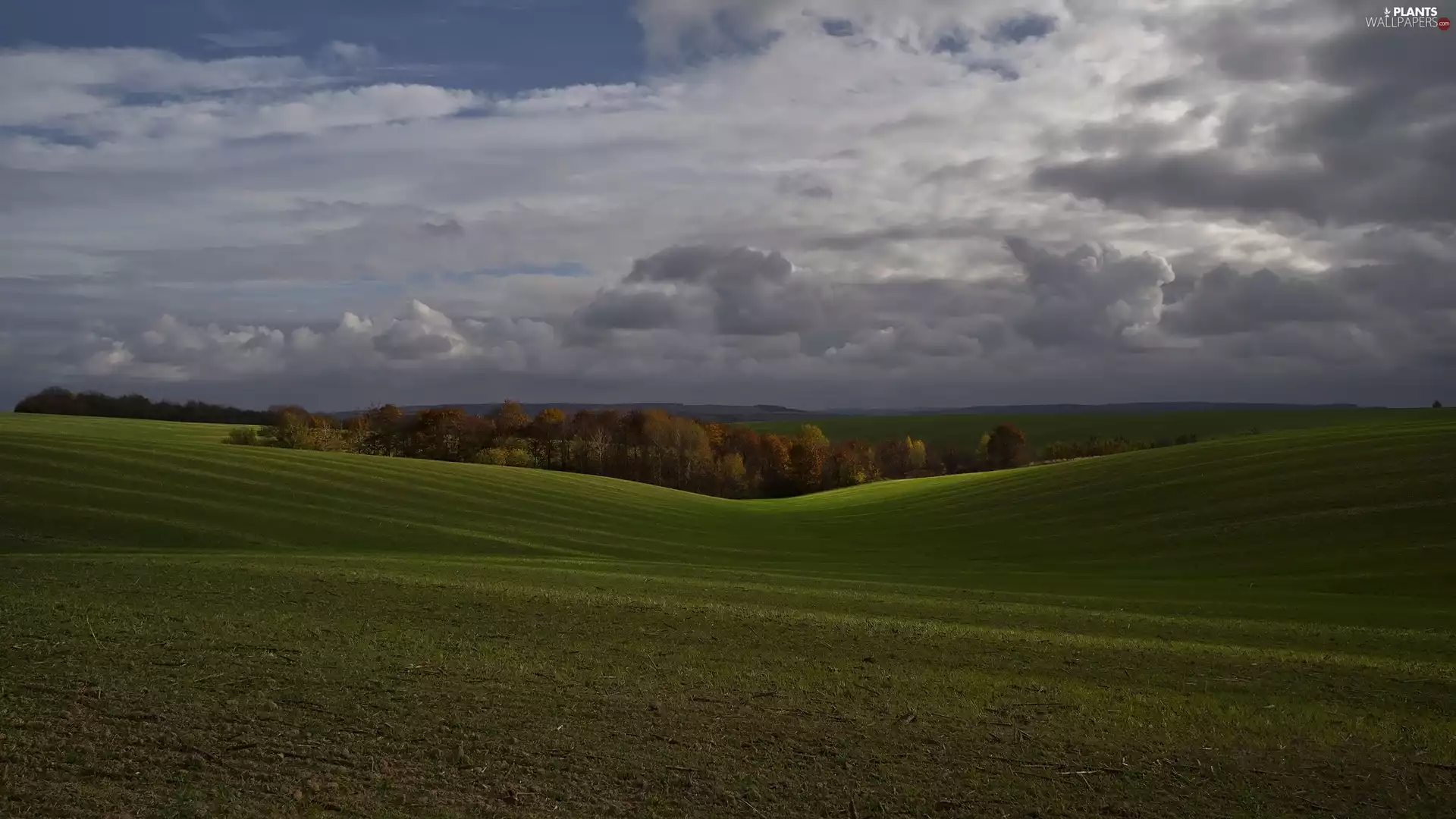 trees, Field, grass, clouds, viewes, The Hills