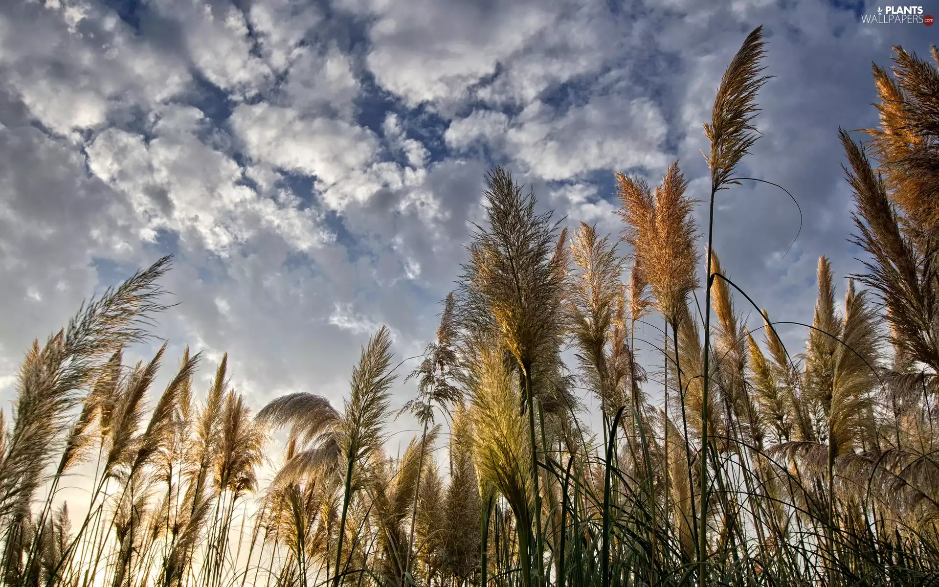 clouds, high, grass