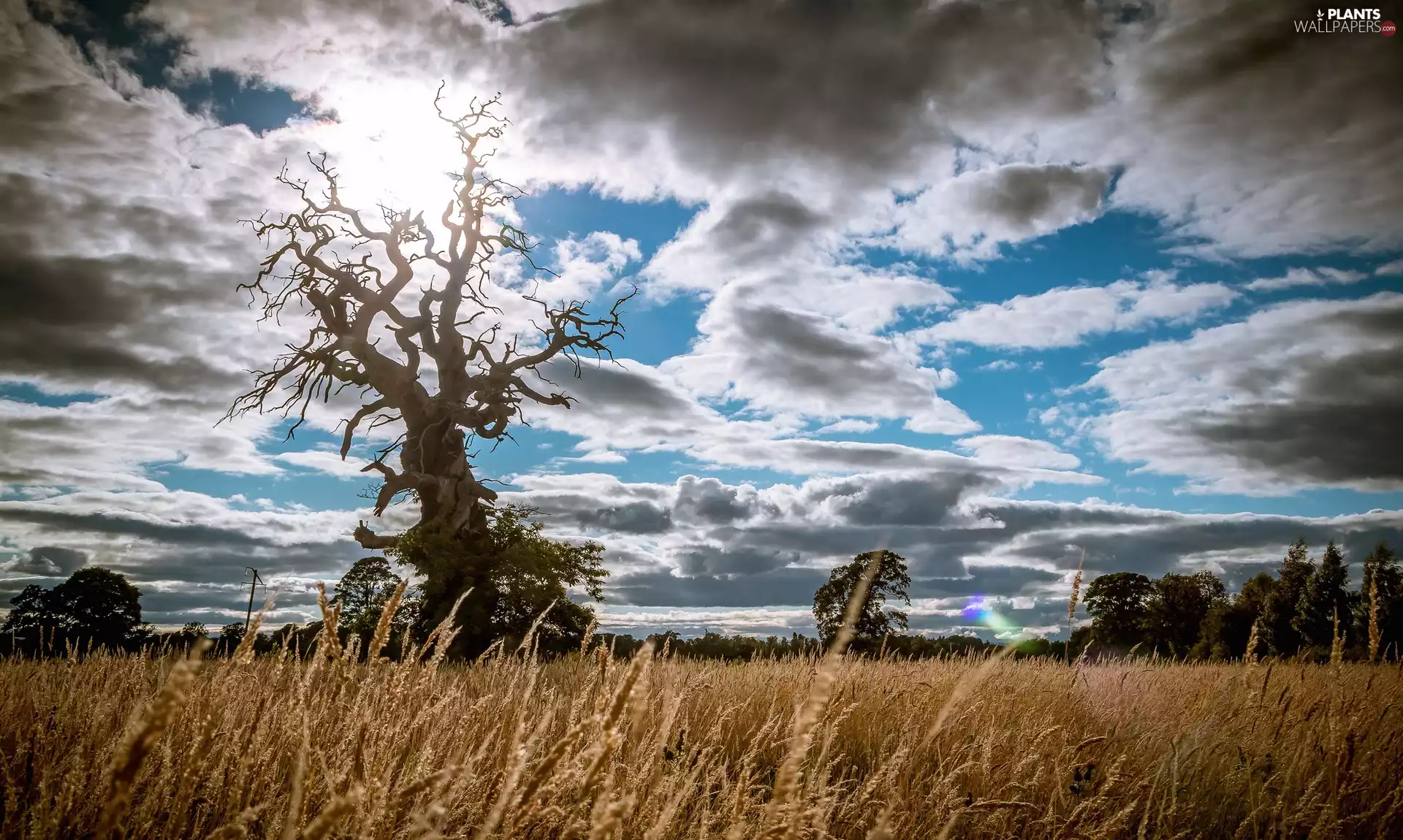 trees, clouds, grass, dry, Meadow