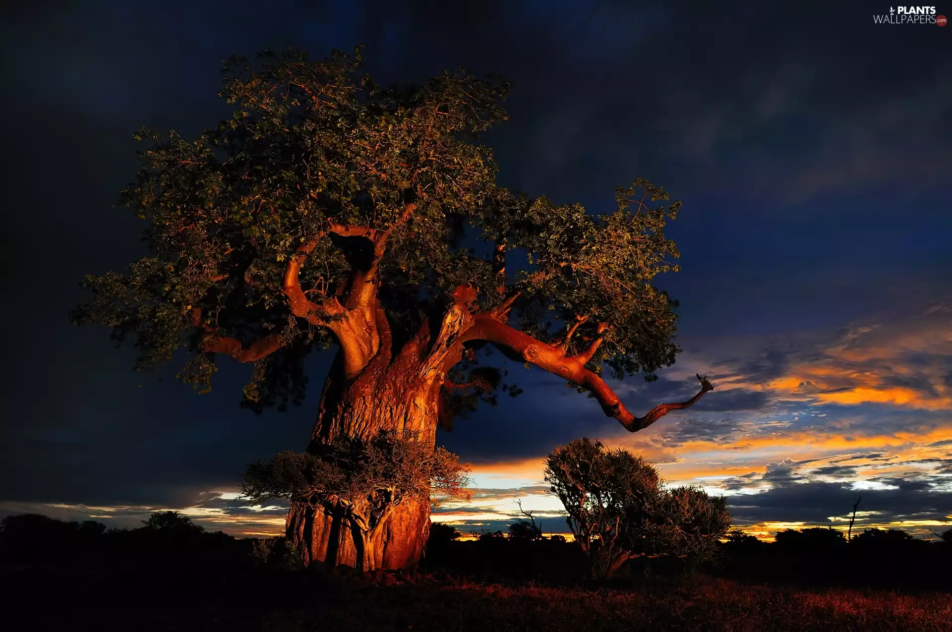 Great Sunsets, Baobab, clouds