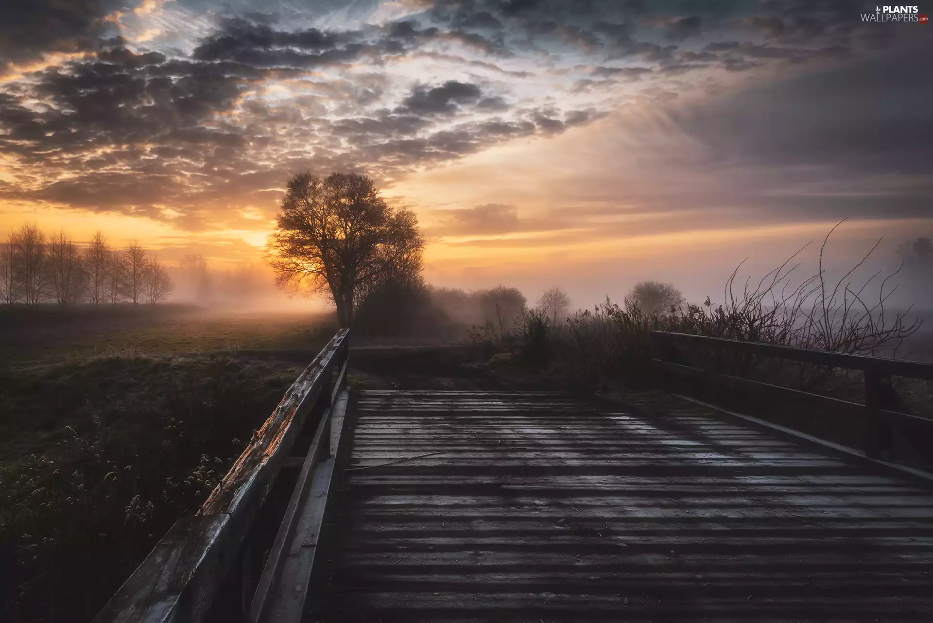 Meadow, bridge, Great Sunsets, trees, autumn, Fog, clouds