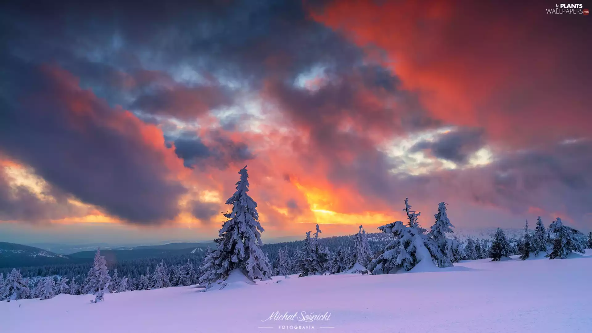 trees, forest, Great Sunsets, Snowy, Mountains, viewes, clouds