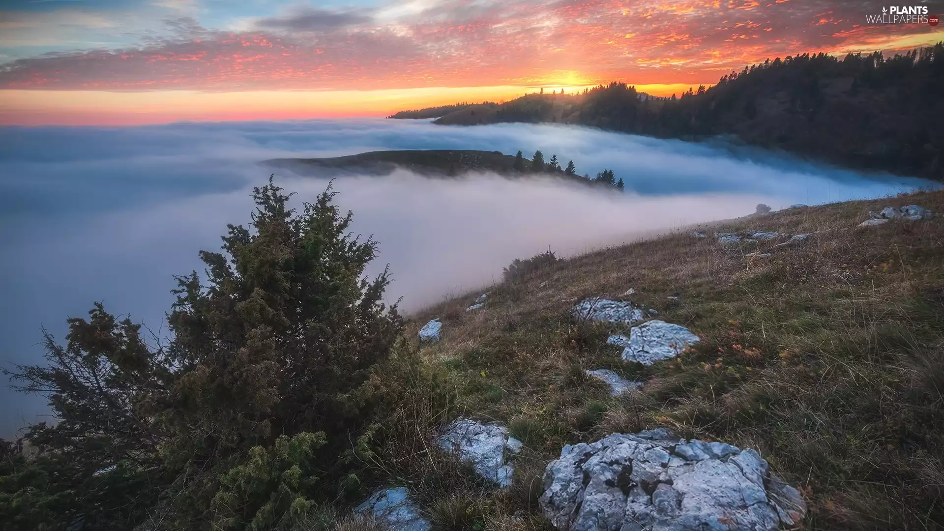 viewes, forest, Great Sunsets, trees, Mountains, Fog, clouds