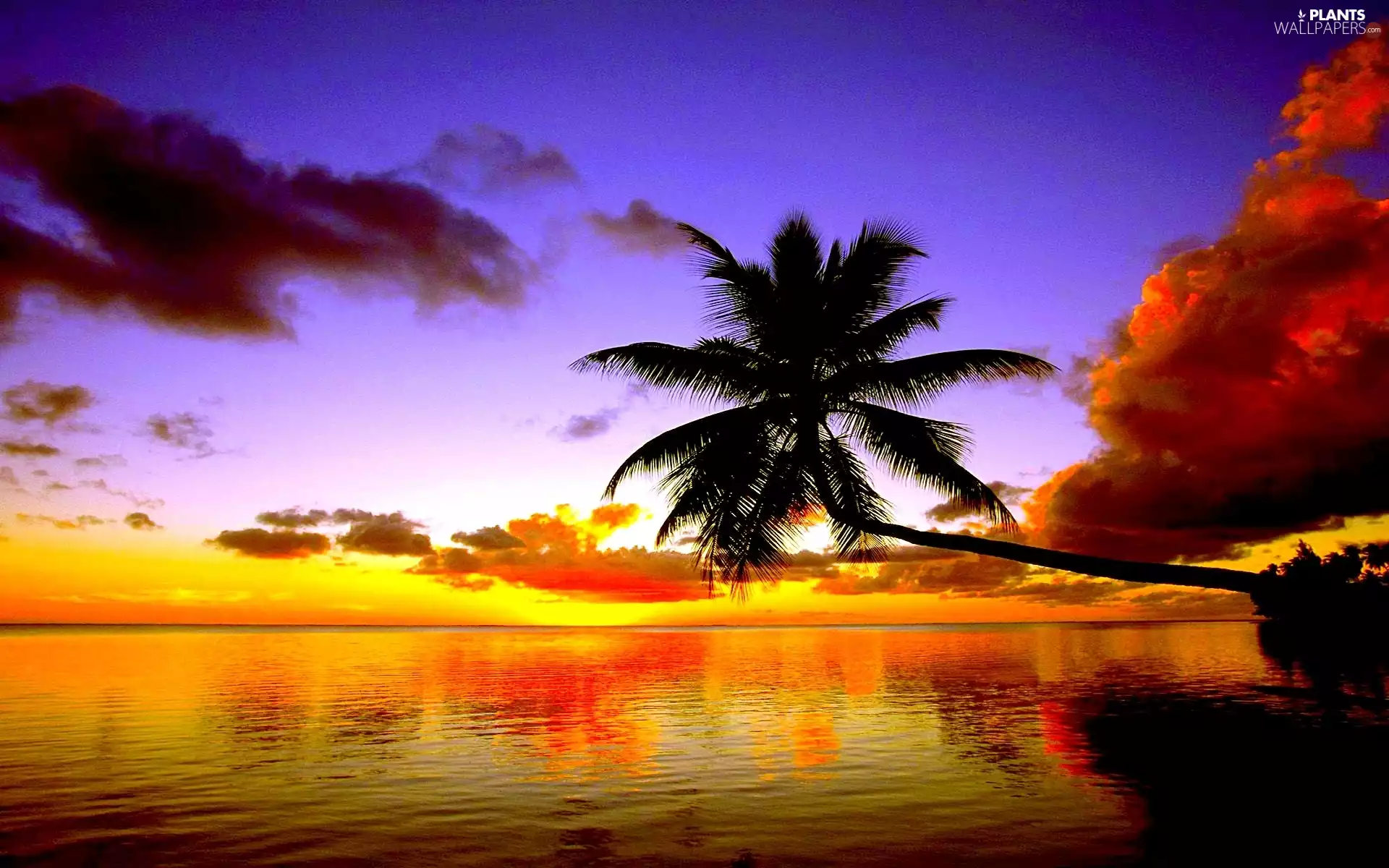 Palm, clouds, Great Sunsets, sea