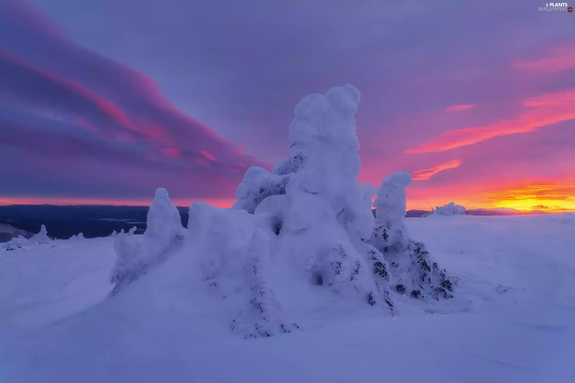 trees, snow, Great Sunsets, snowy, winter, viewes, clouds