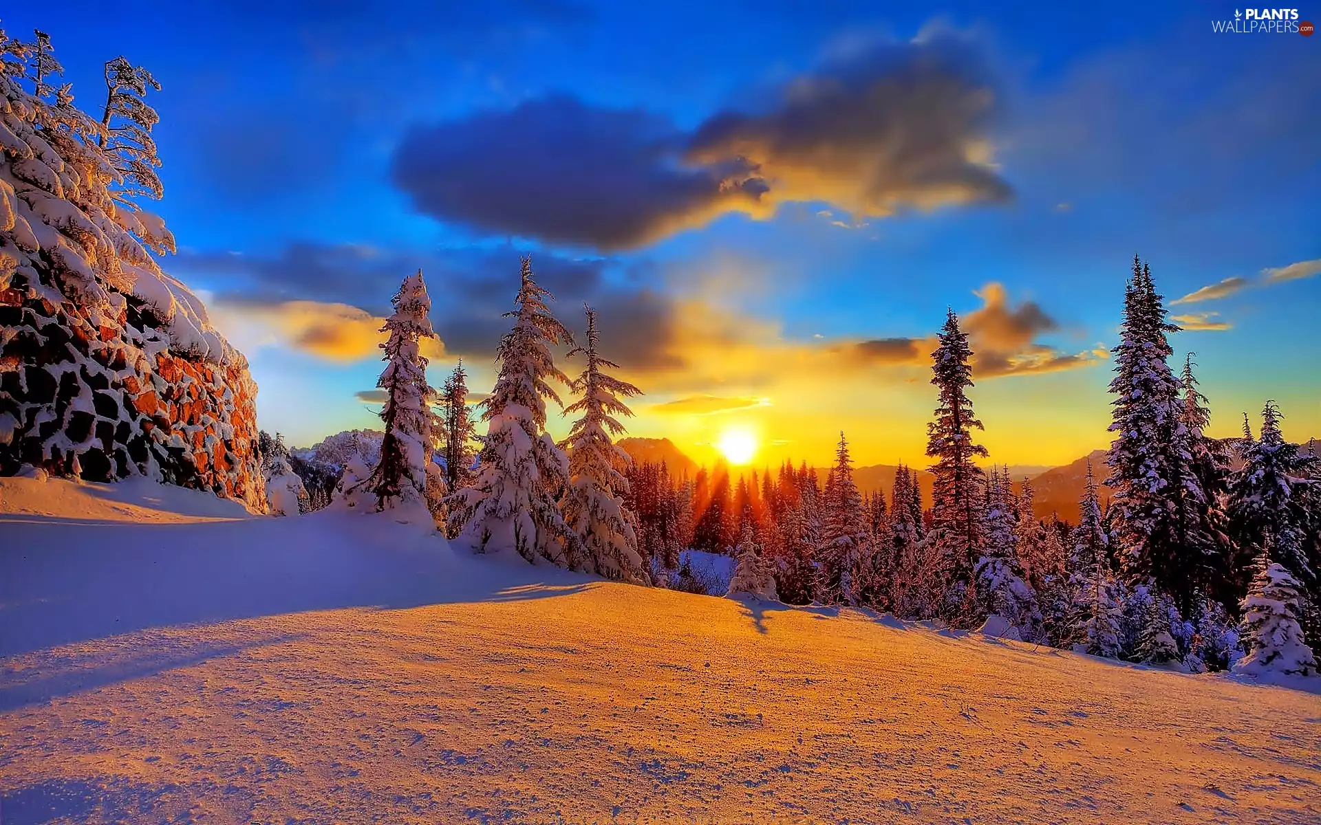 winter, clouds, Great Sunsets, Spruces