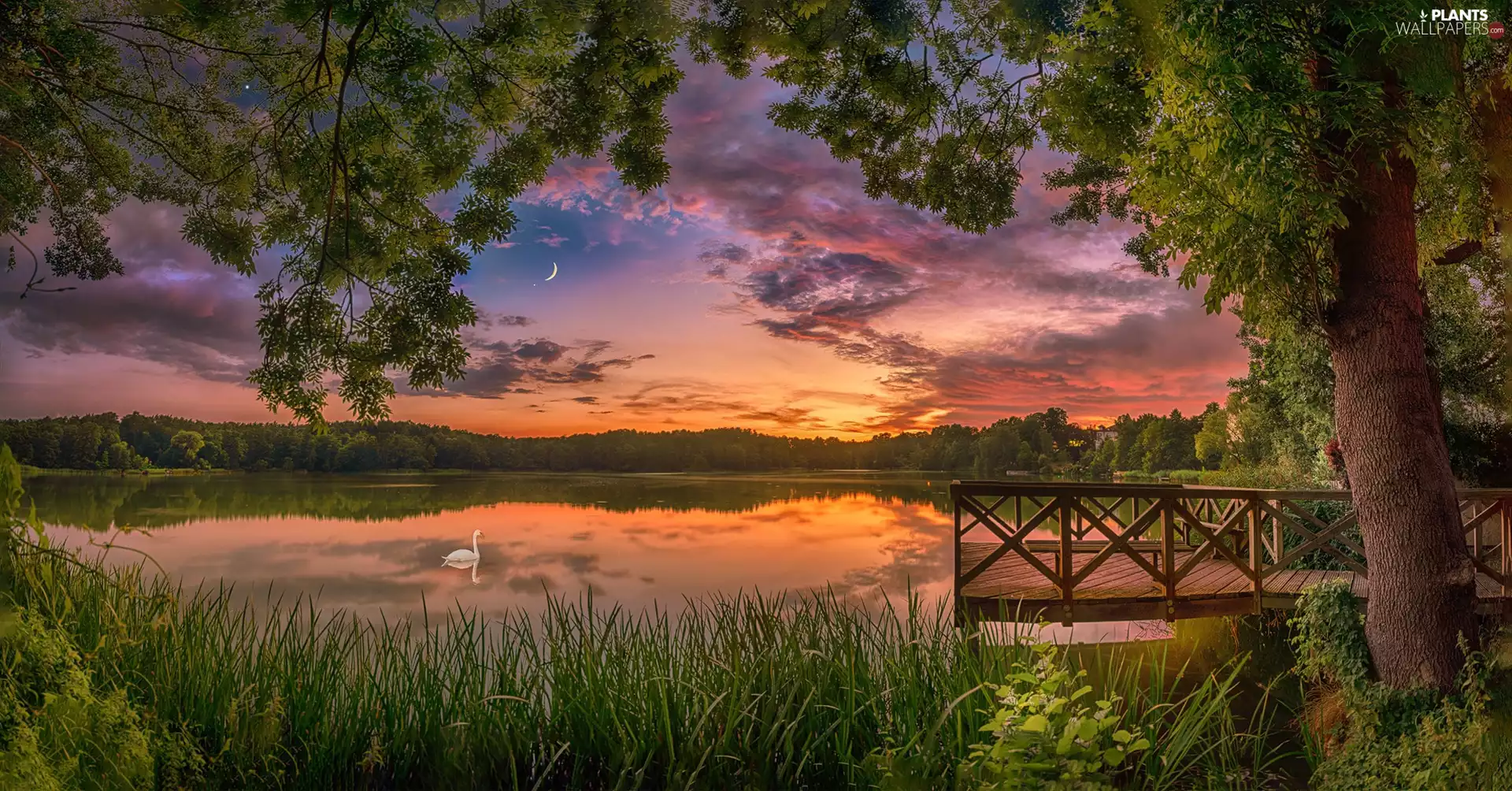 viewes, Swans, Great Sunsets, trees, lake, Platform, clouds