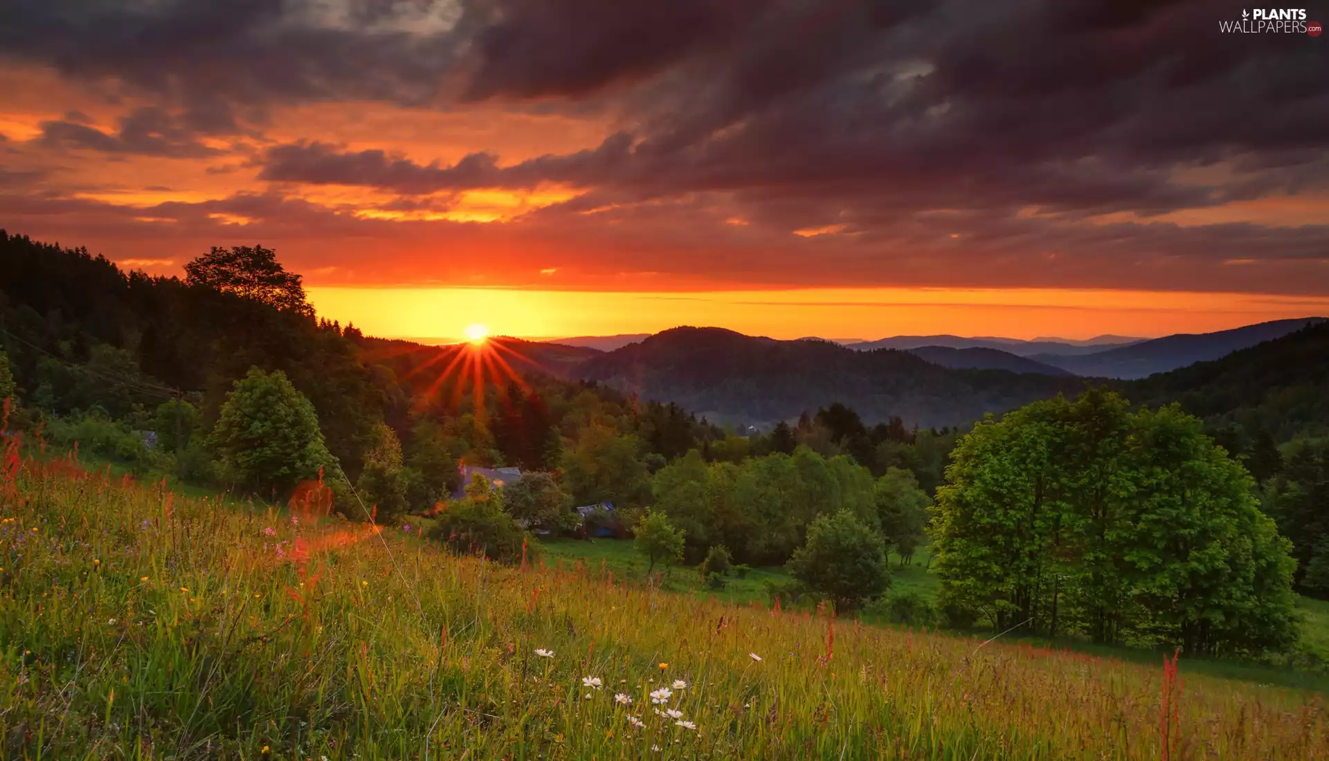 viewes, woods, Great Sunsets, trees, Mountains, Meadow, clouds