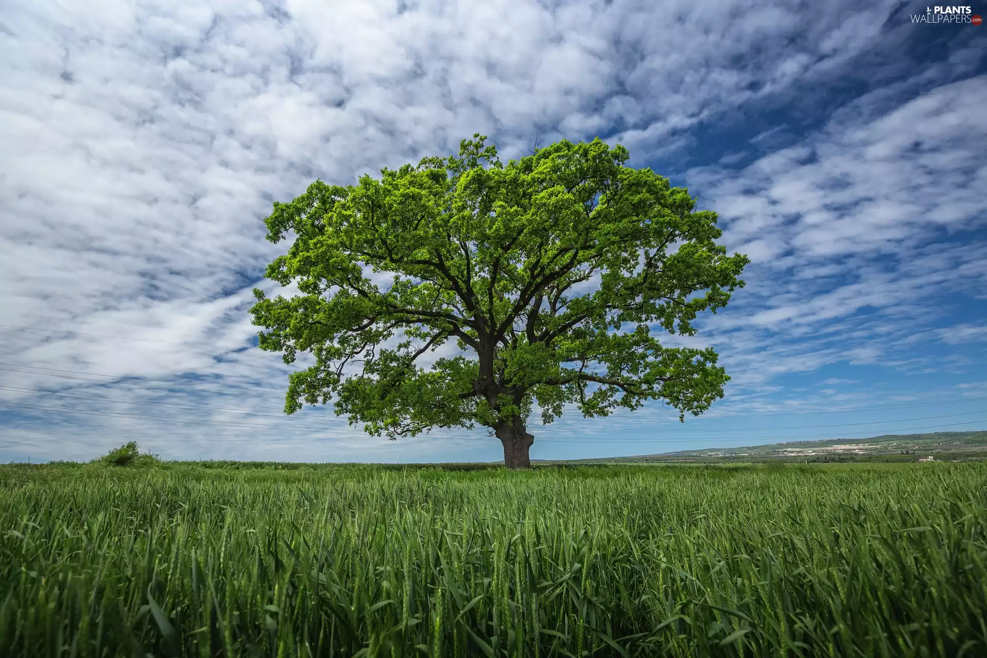 Sky, clouds, Green, grass, trees