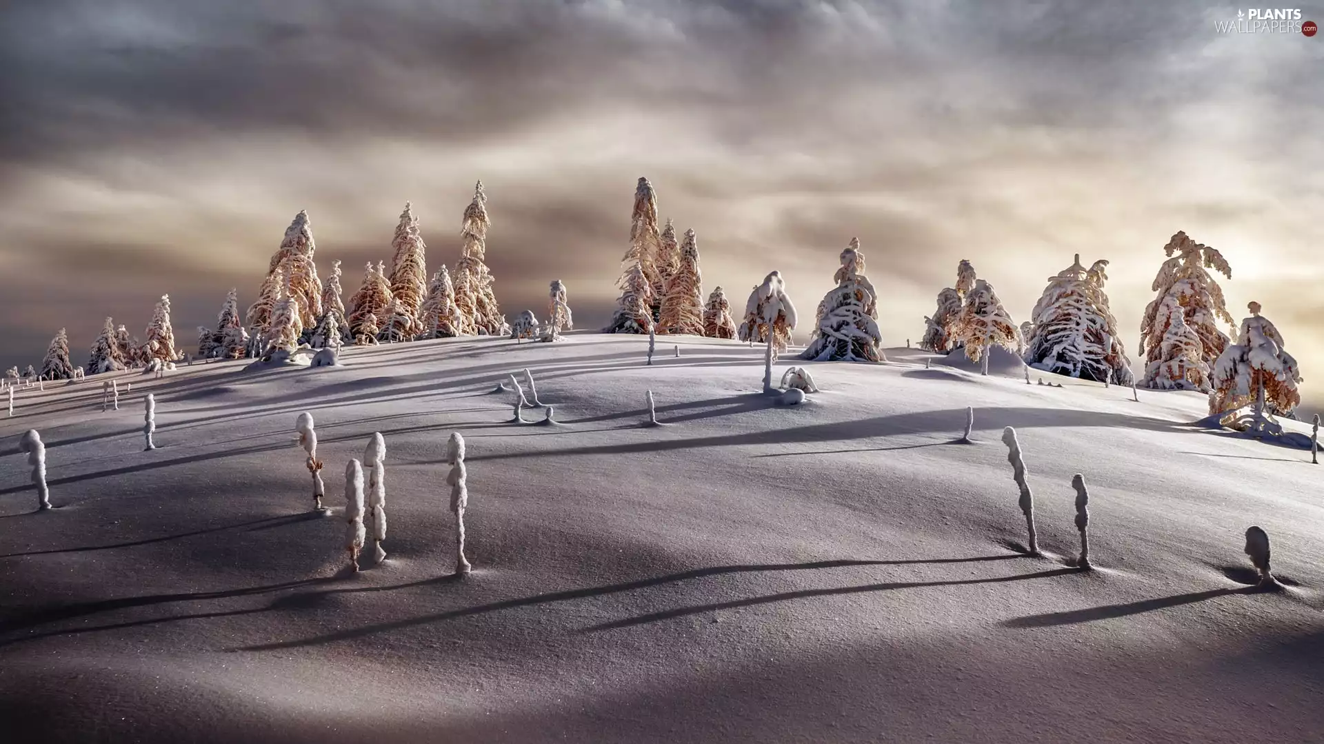 Snowy, winter, viewes, clouds, trees, Hill