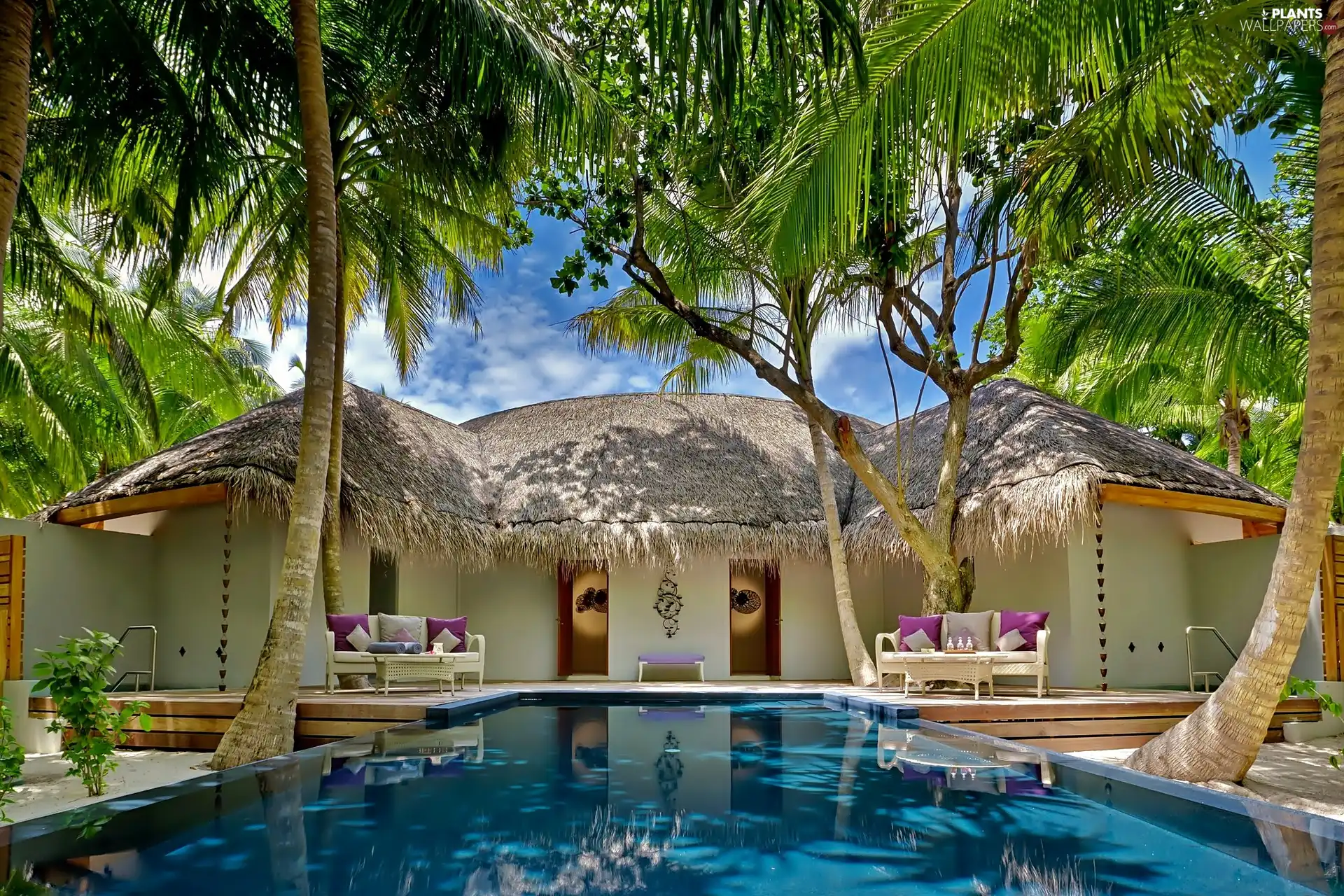 Home, Palms, clouds, Pool