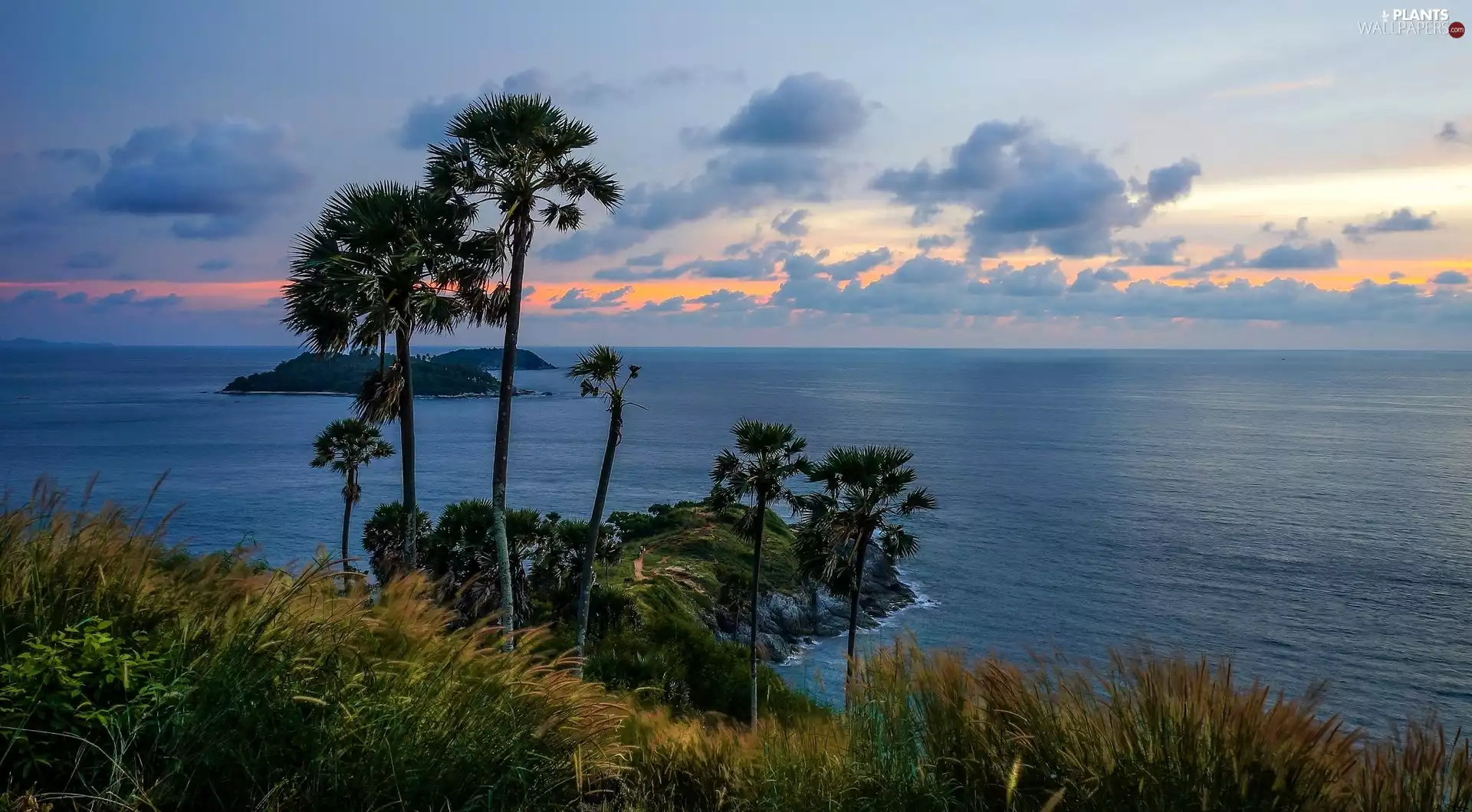 grass, clouds, Islets, Palms, sea