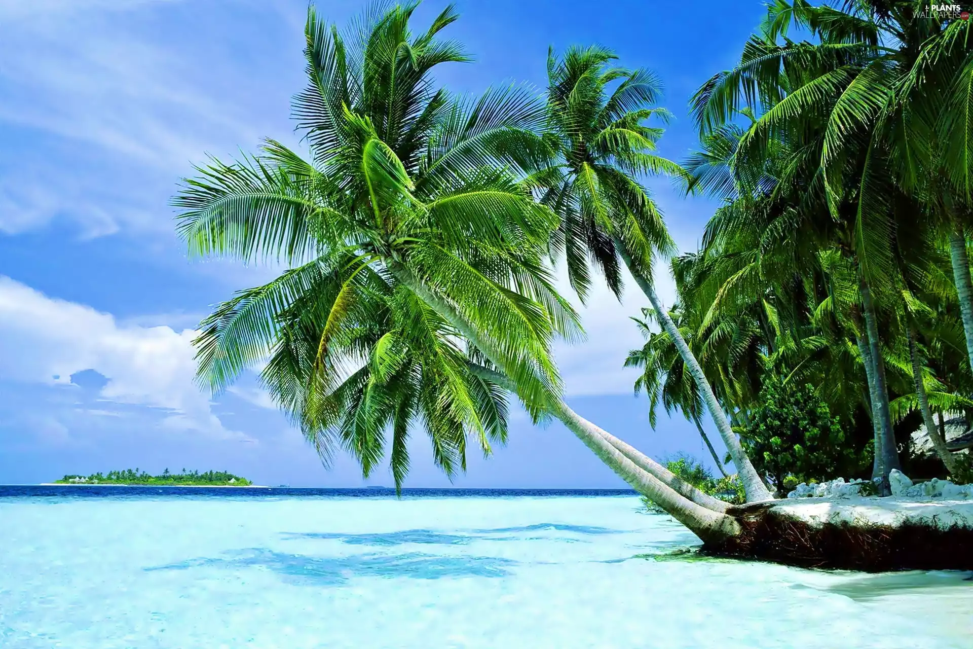 Palms, clouds, Laguna, Island, sea