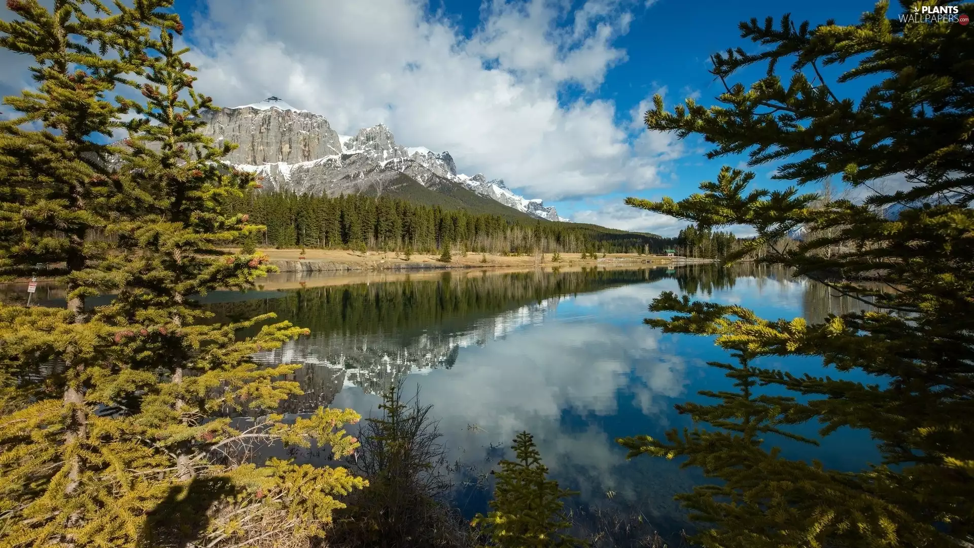 trees, Mountains, forest, clouds, viewes, lake