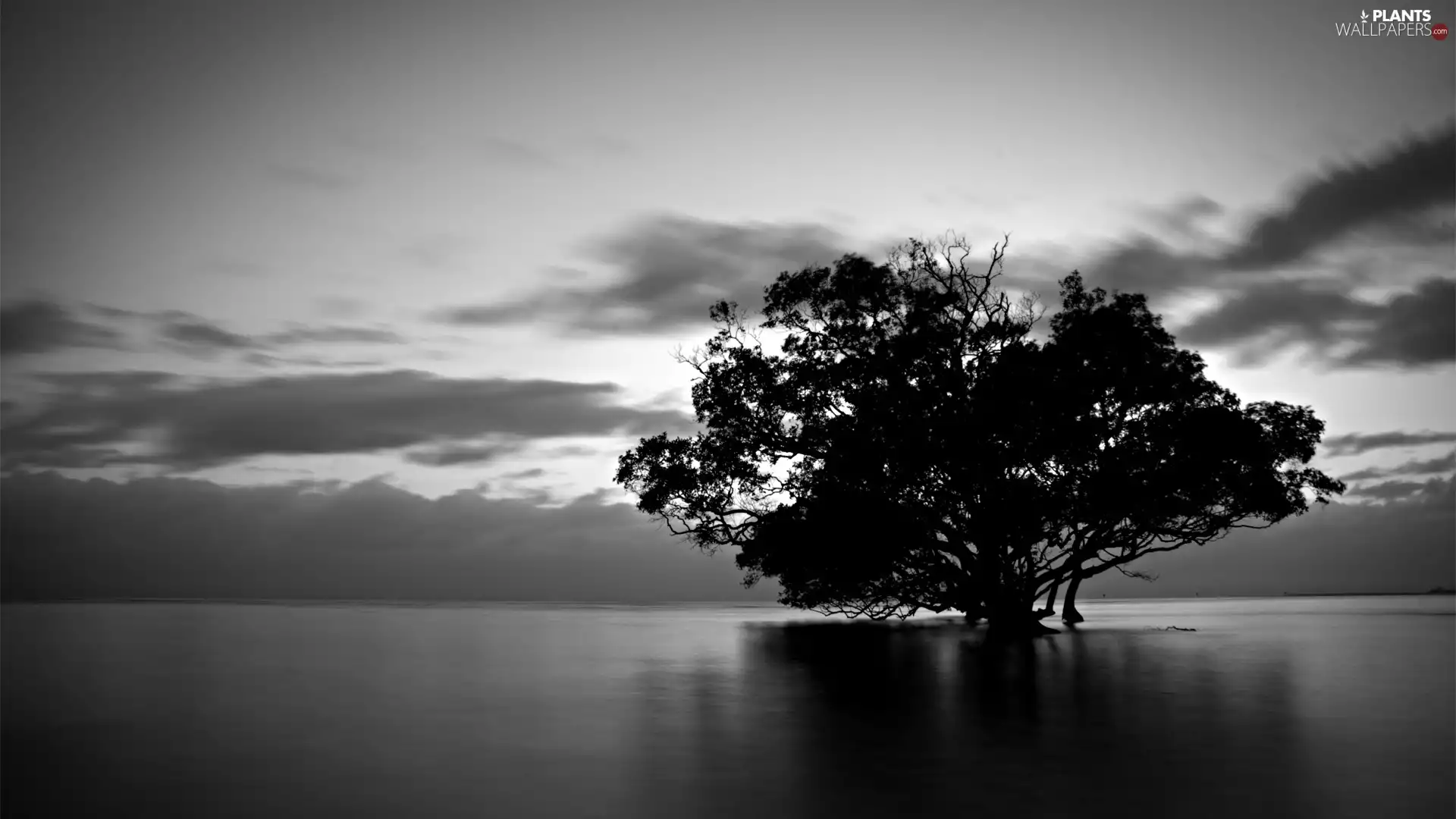 clouds, trees, lake
