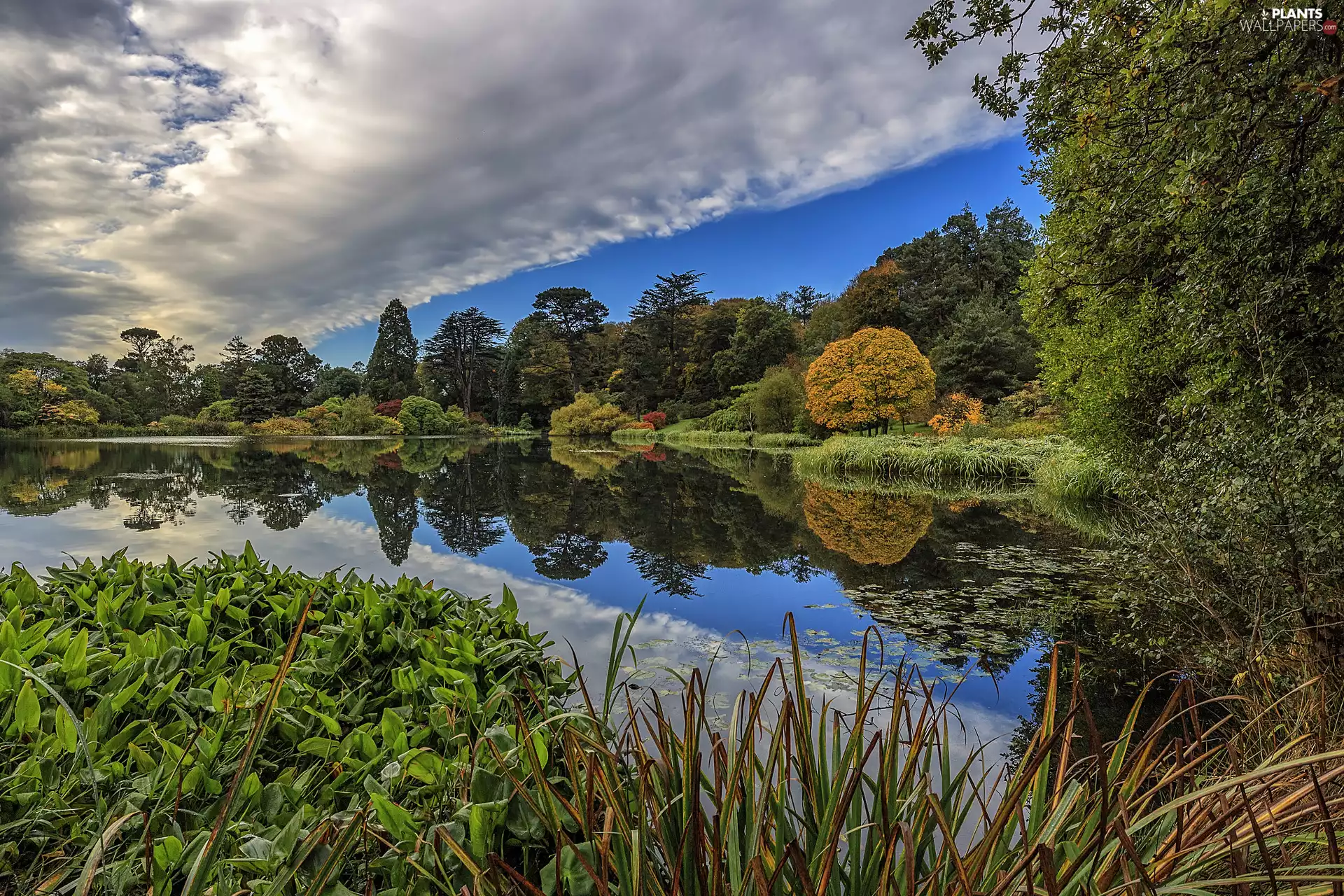 trees, Park, VEGETATION, clouds, viewes, lake