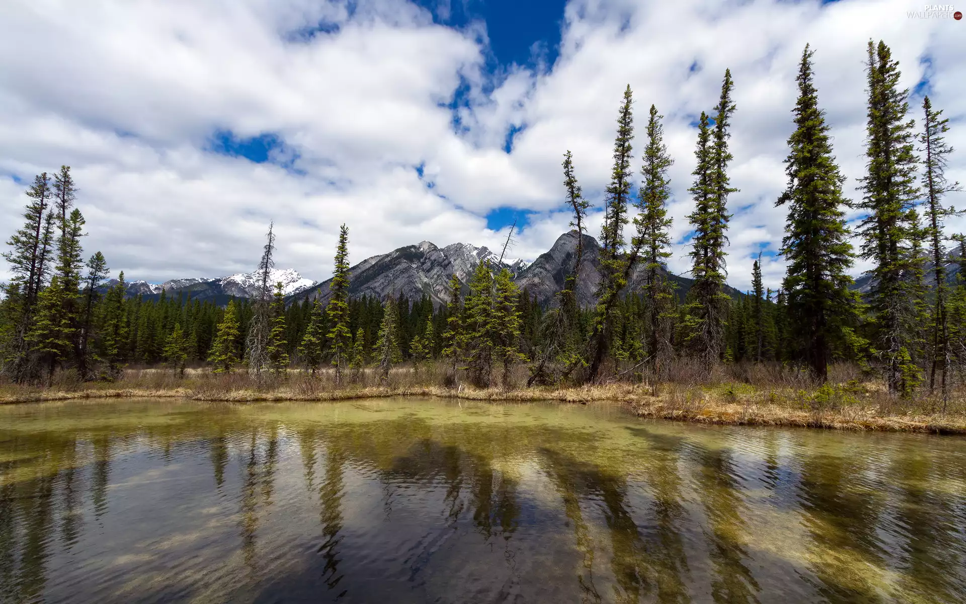trees, Mountains, White, clouds, viewes, lake