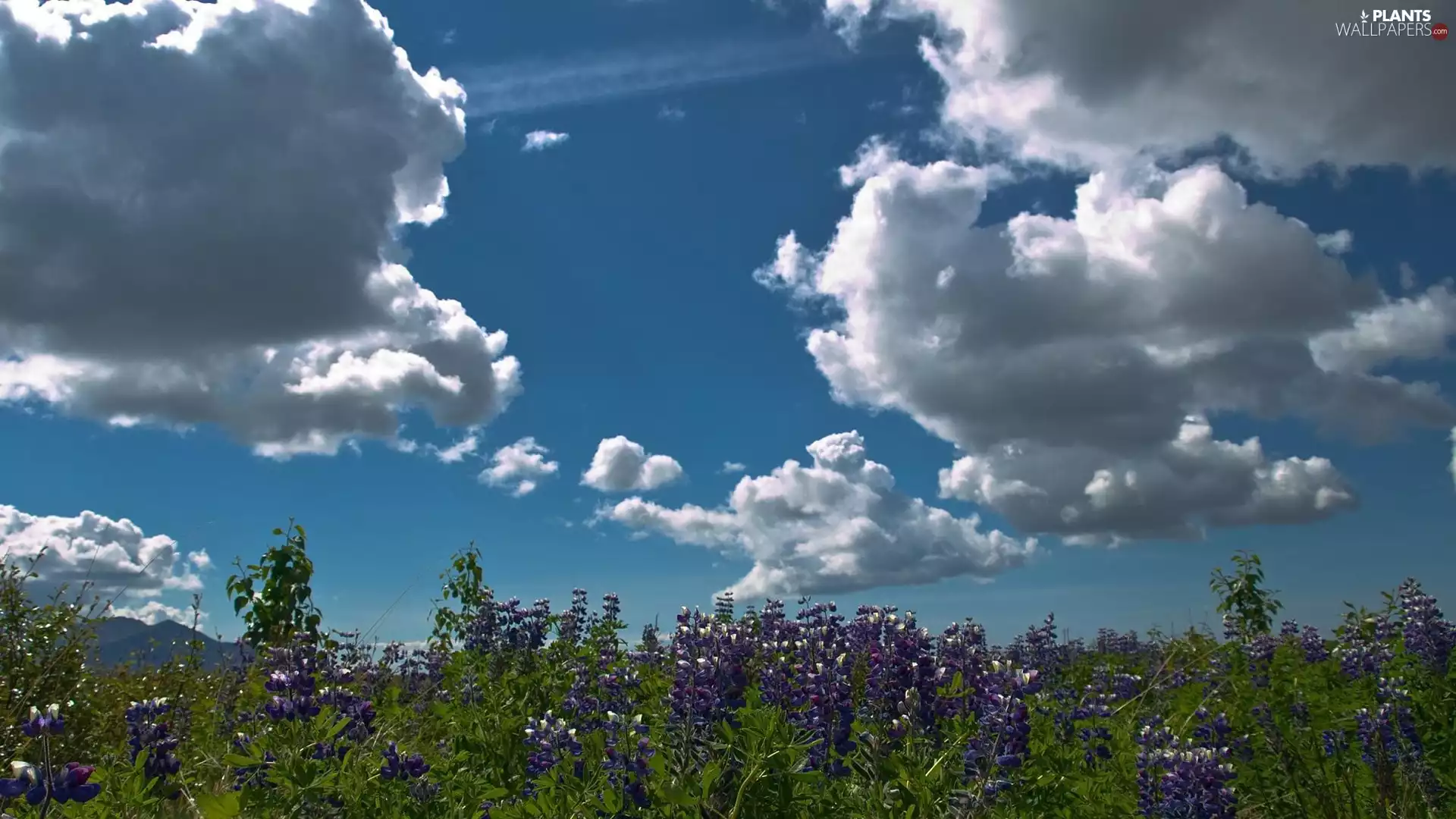 Mountains, clouds, lupine, grass, Meadow