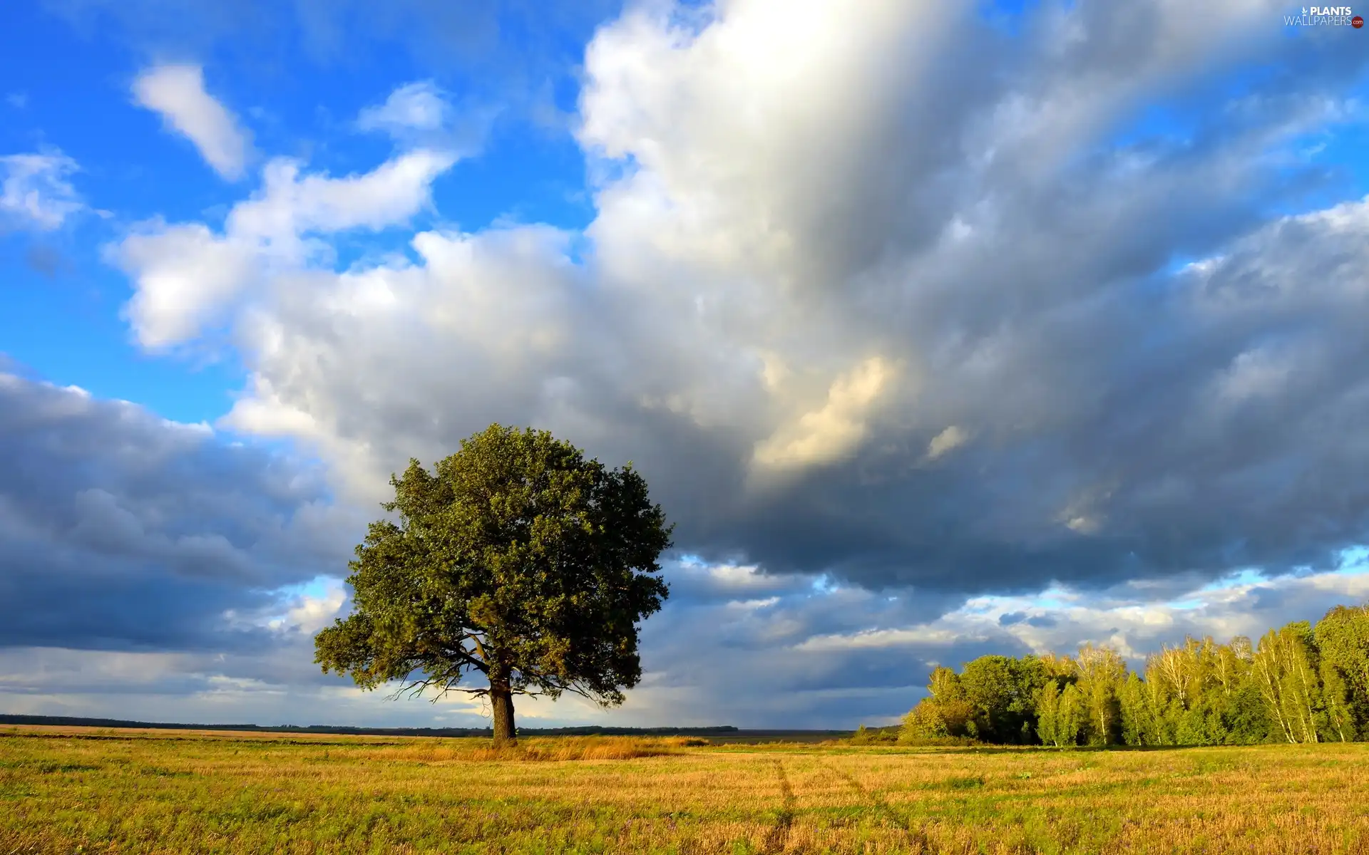 clouds, Meadow, trees, Bush, lonely