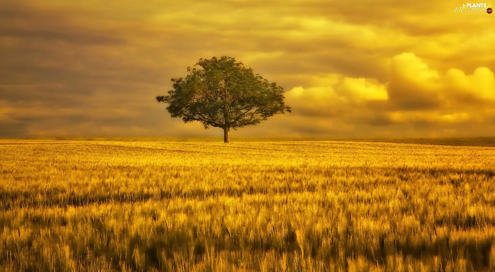 clouds, trees, Meadow