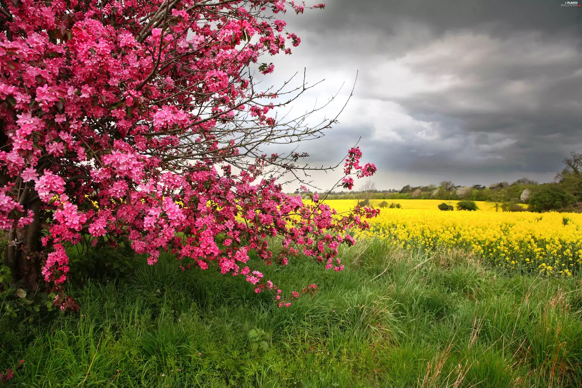 grass, Field, viewes, clouds, trees, Meadow