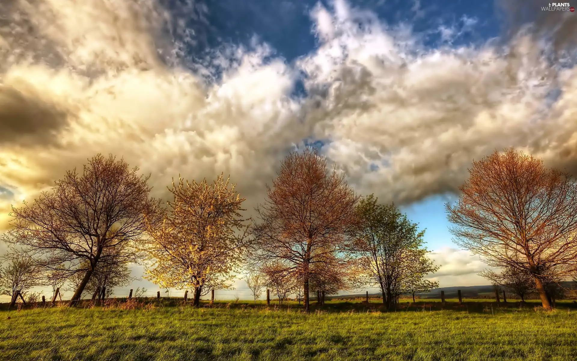 Meadow, trees, viewes, clouds