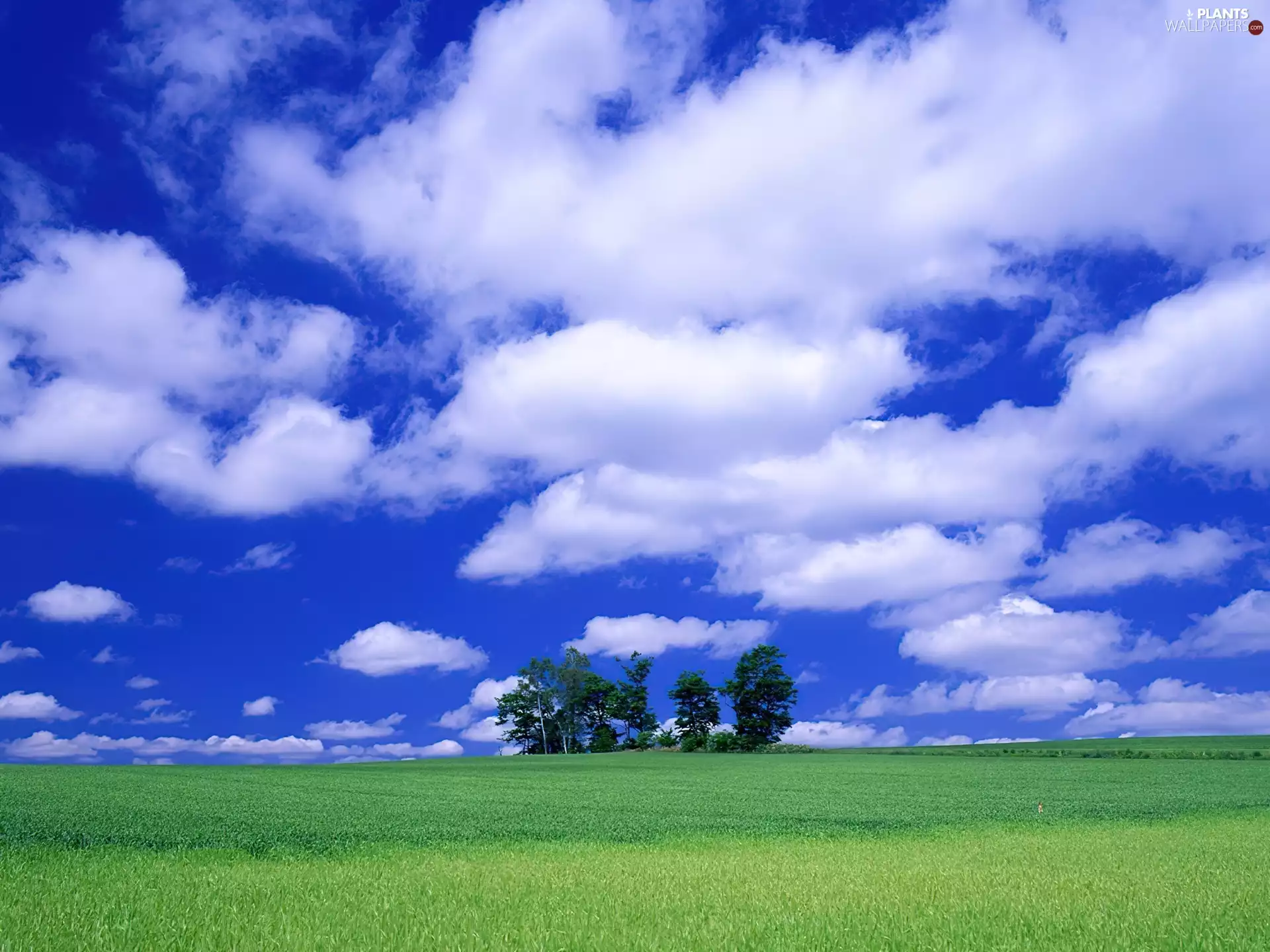 trees, Green, White, clouds, viewes, Meadow