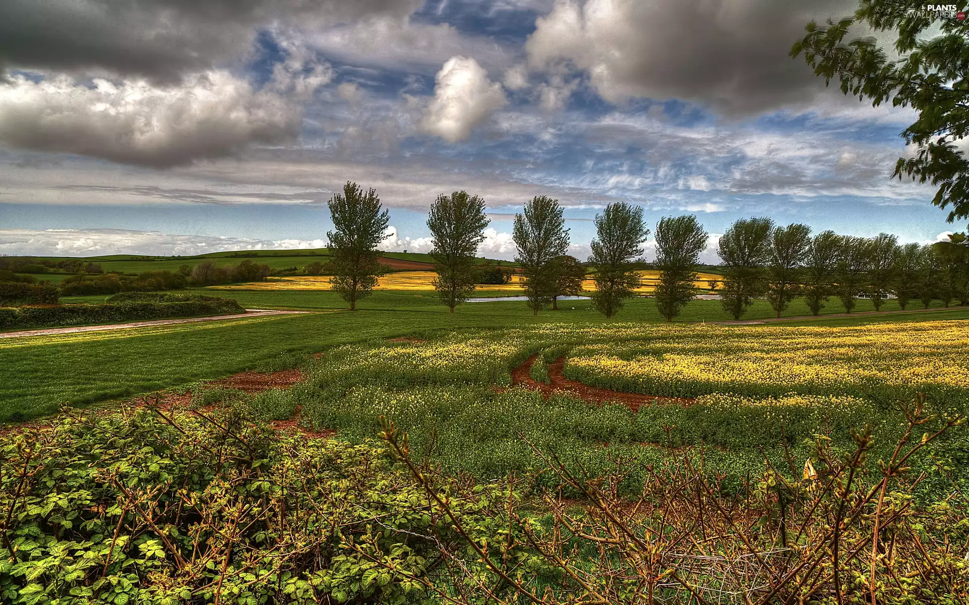 viewes, clouds, medows, trees, field