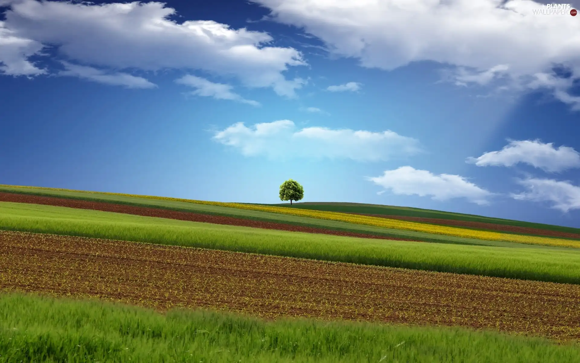 medows, trees, clouds, field