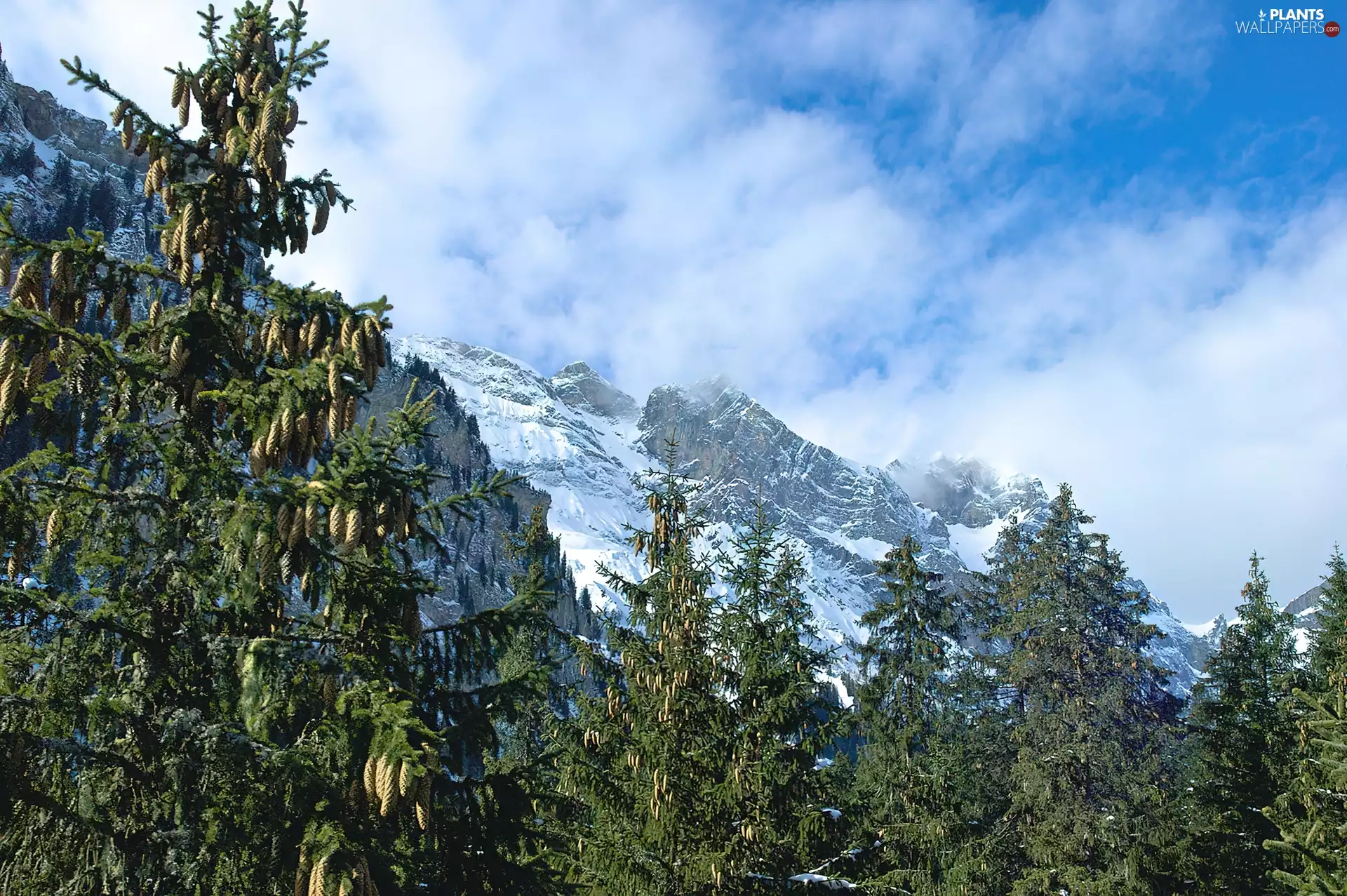 clouds, Spruces, Mountains
