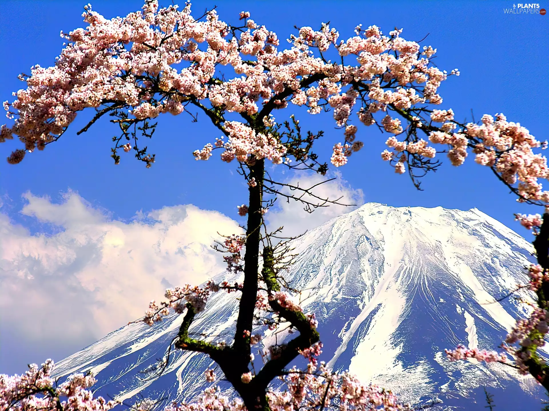 clouds, trees, Mountains
