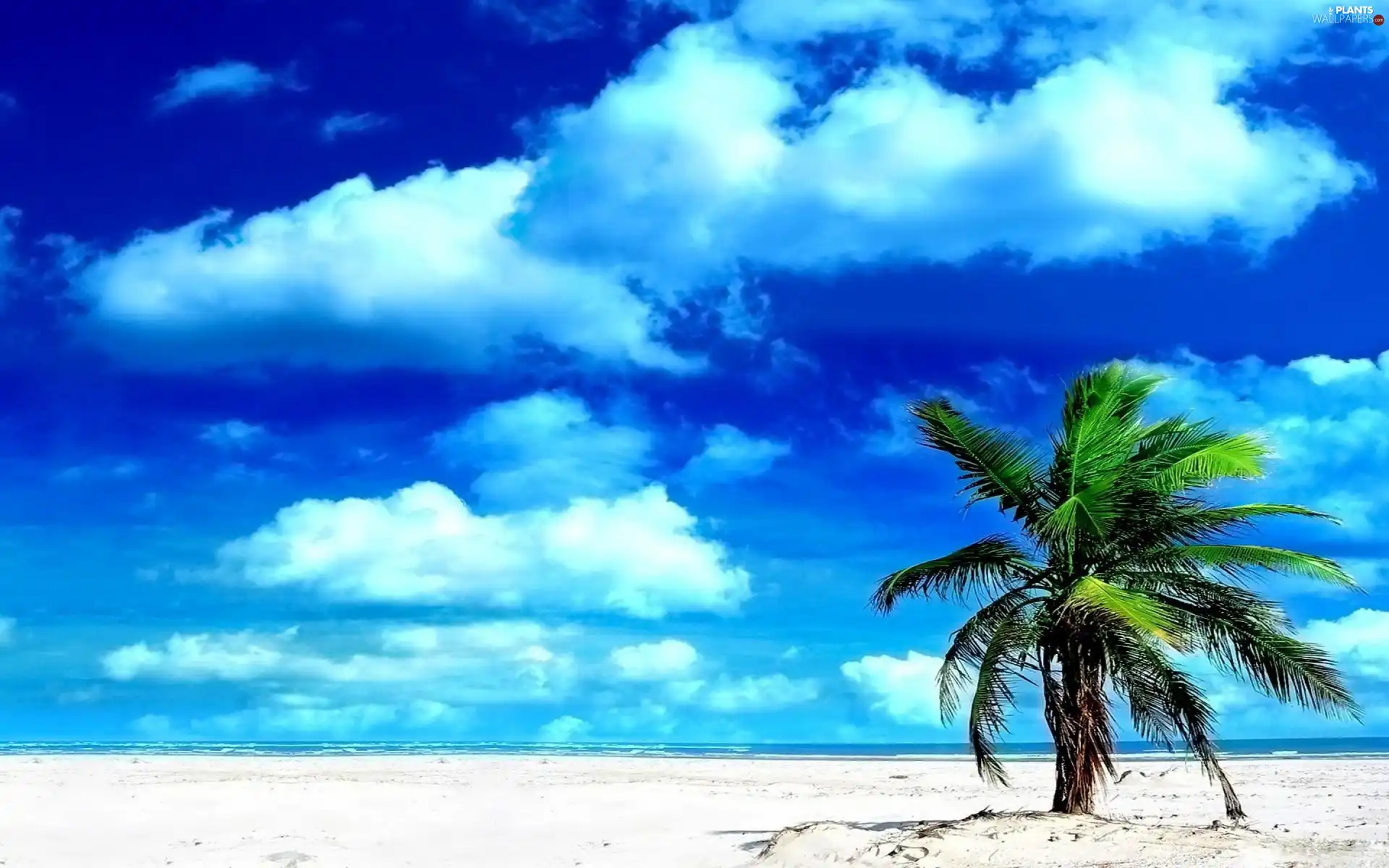 clouds, Beaches, Palm