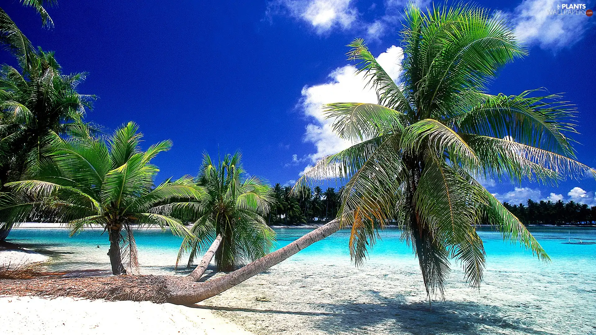 clouds, Beaches, Palms