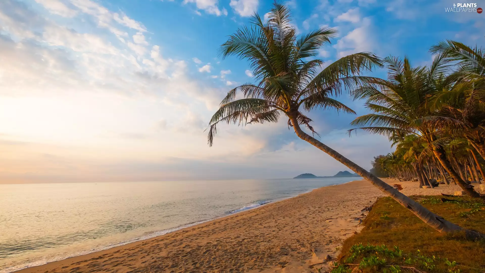 Sunrise, clouds, Palms, Beaches, sea