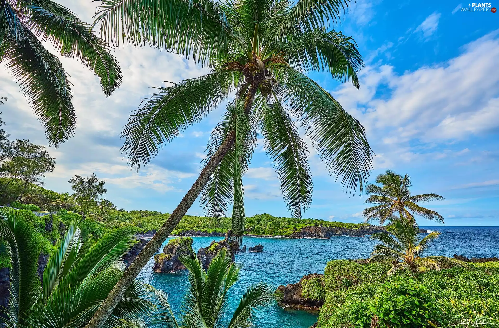 VEGETATION, clouds, Palms, rocks, sea