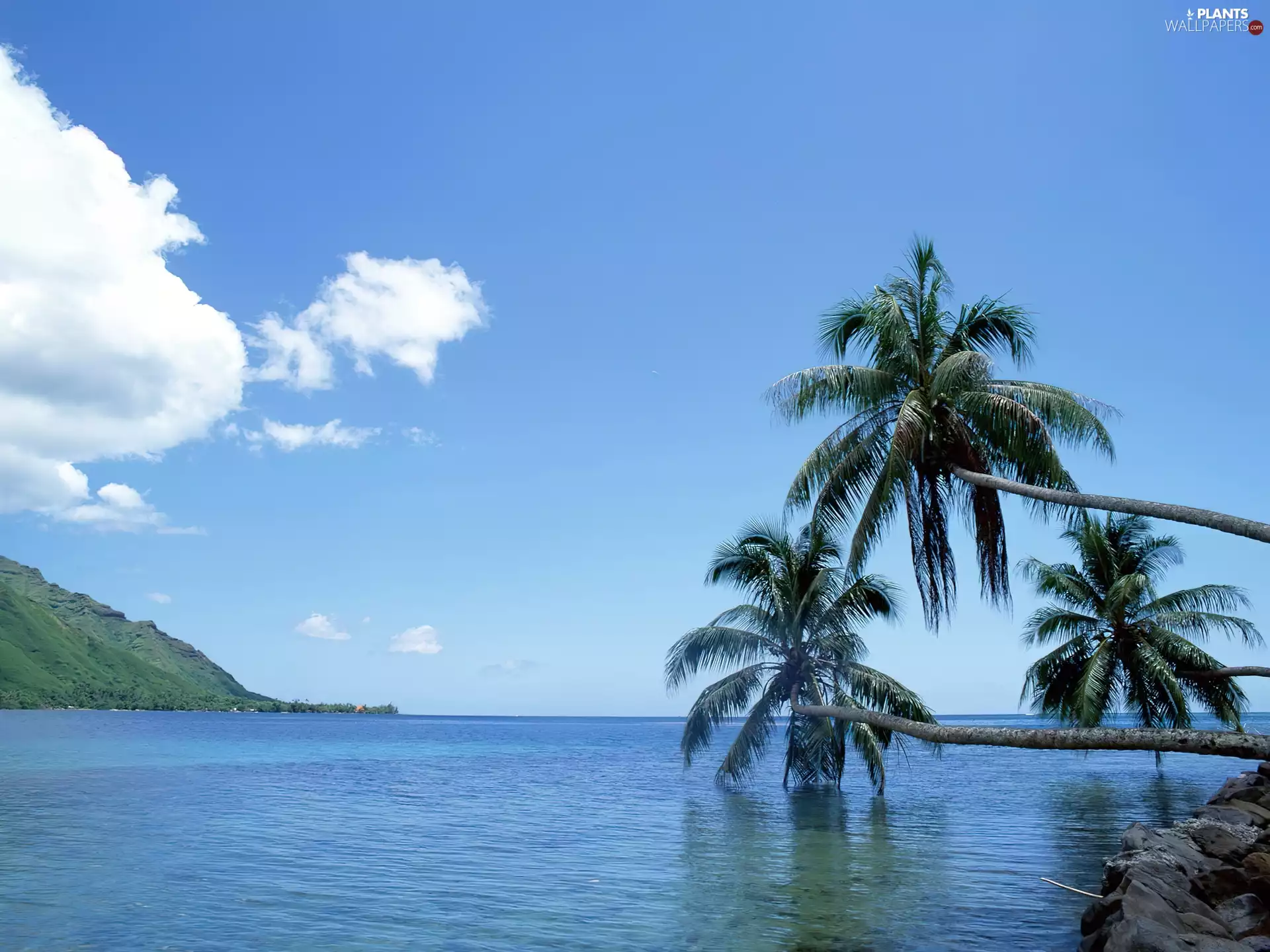 clouds, sea, Palms