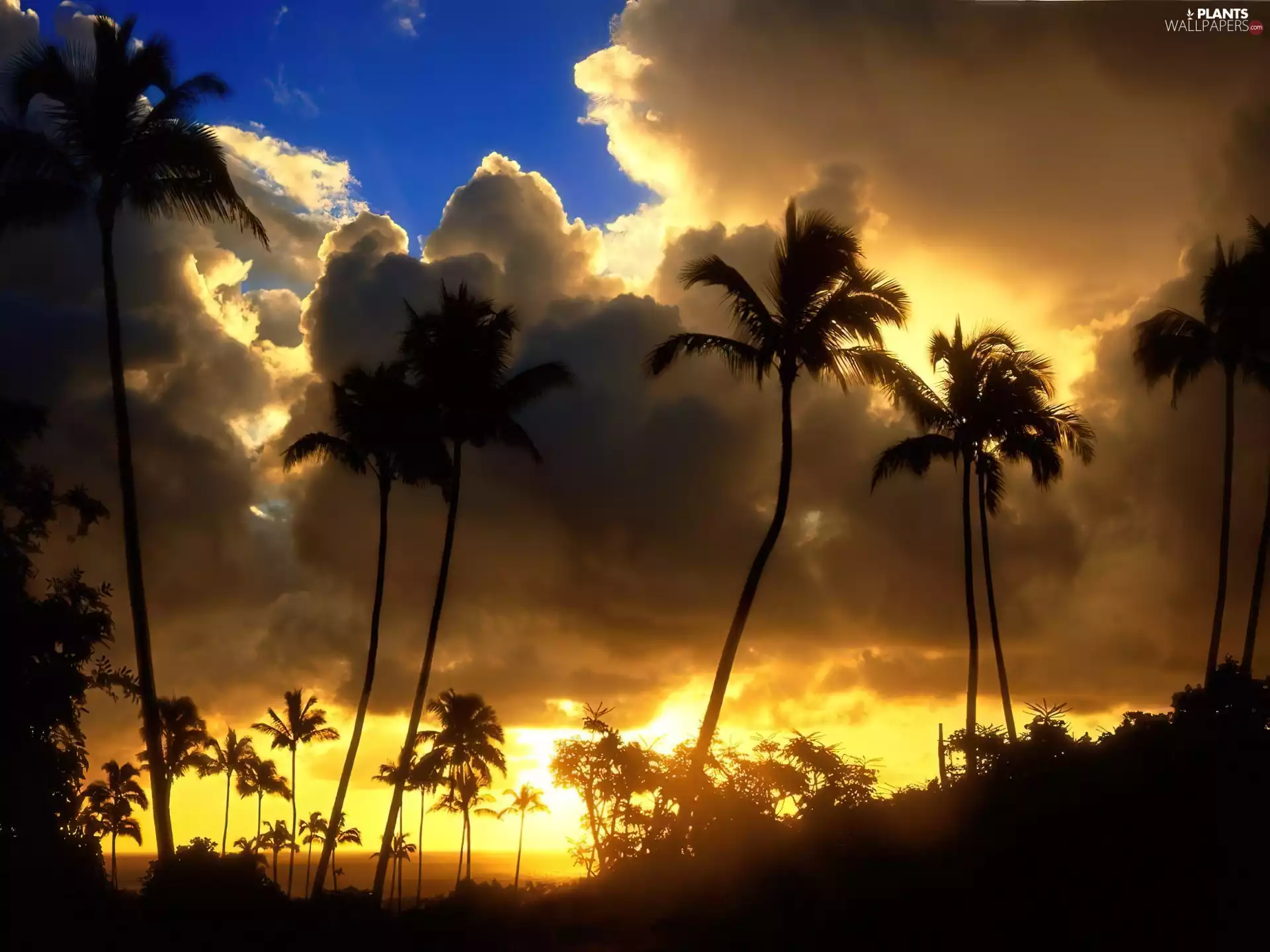 Palms, Great Sunsets, clouds